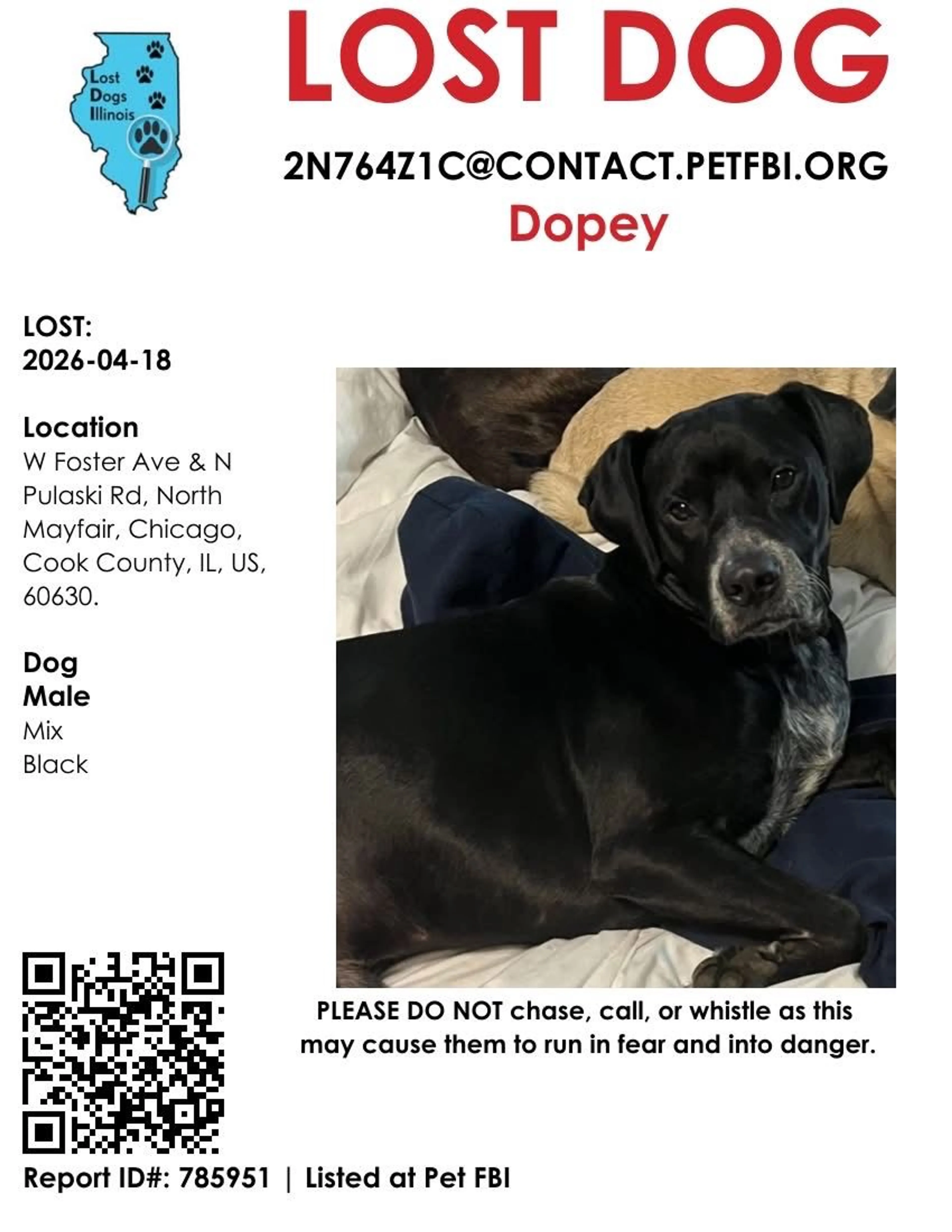 Lost pet