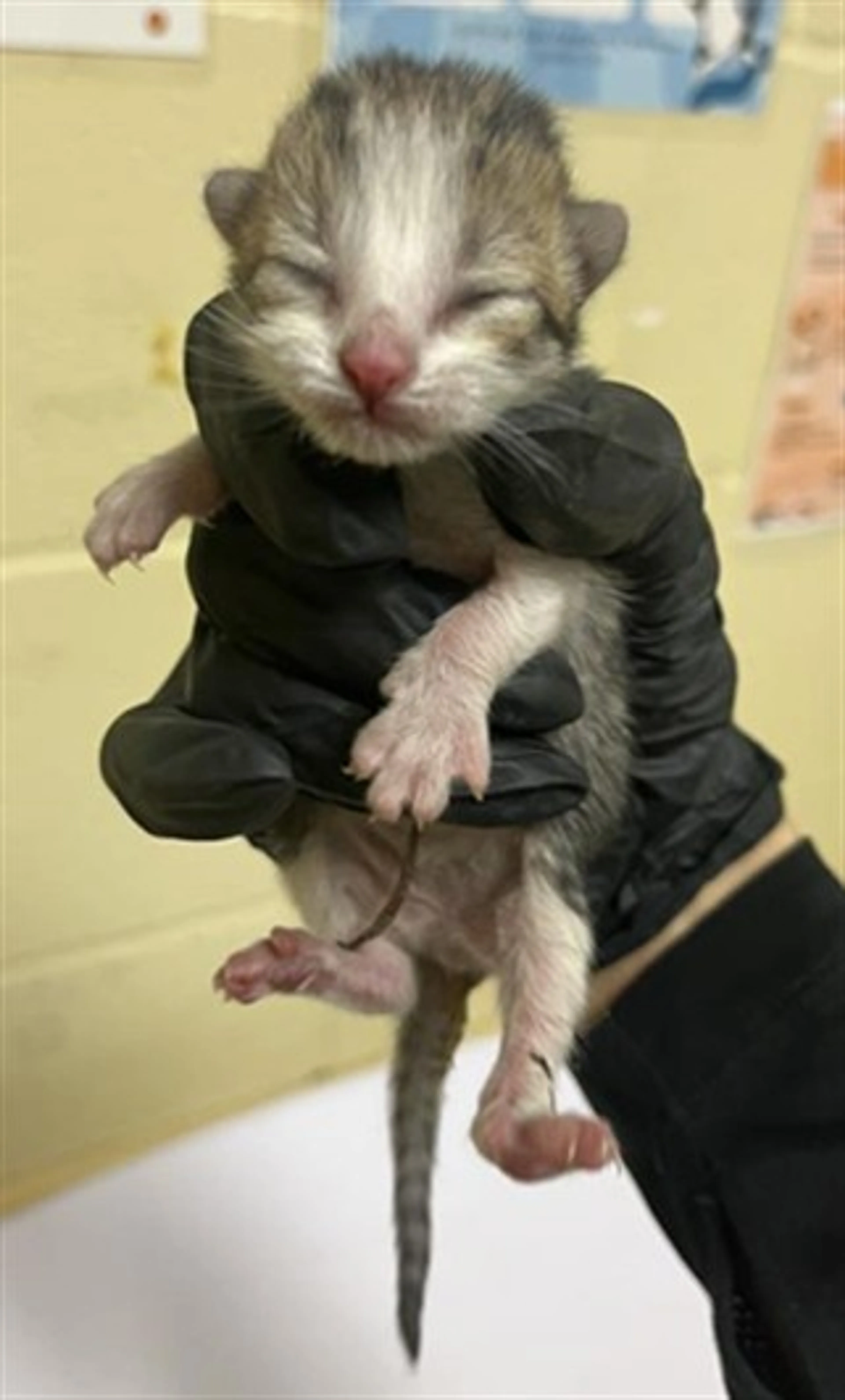 Found pet
