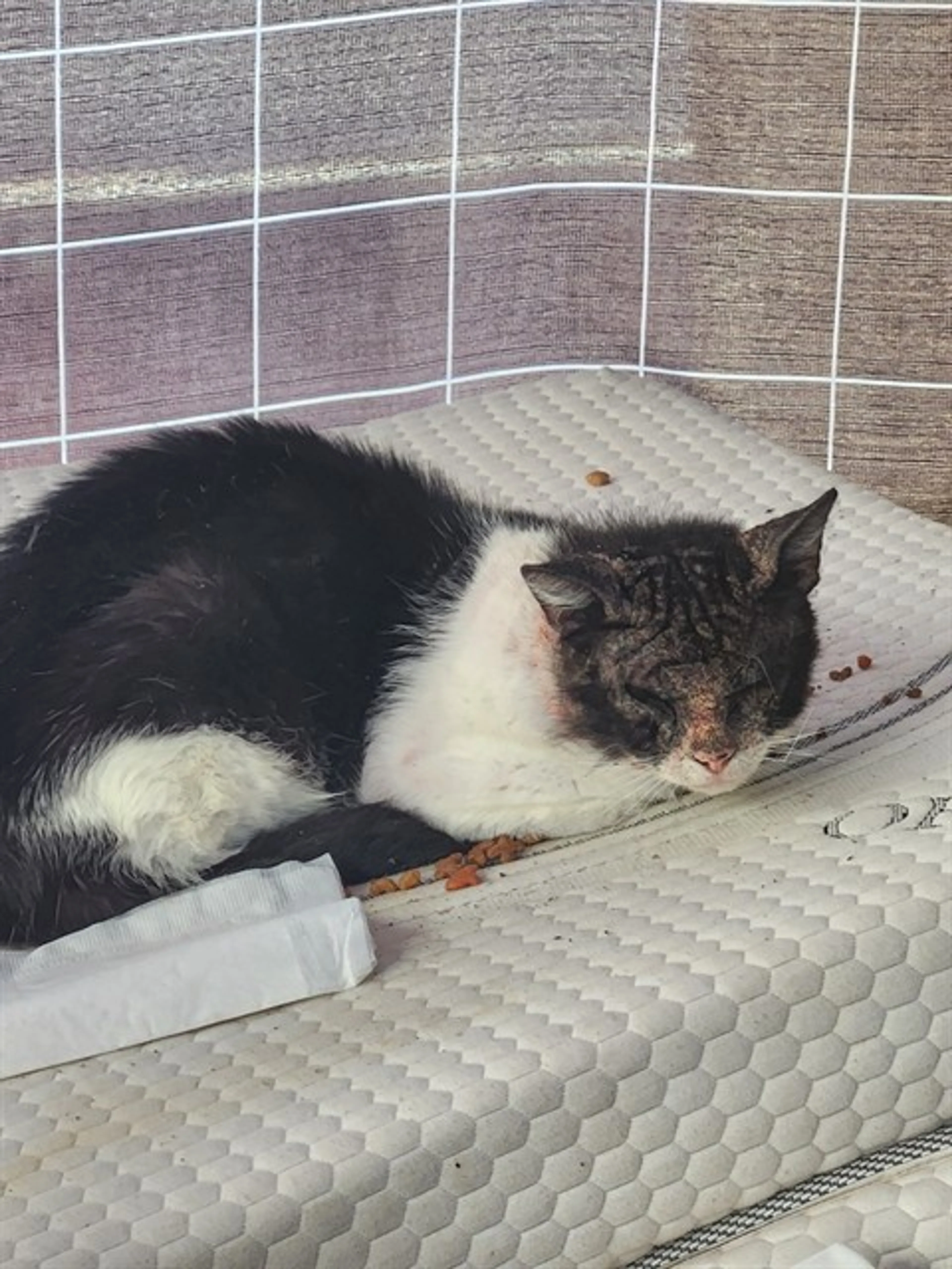 Found pet