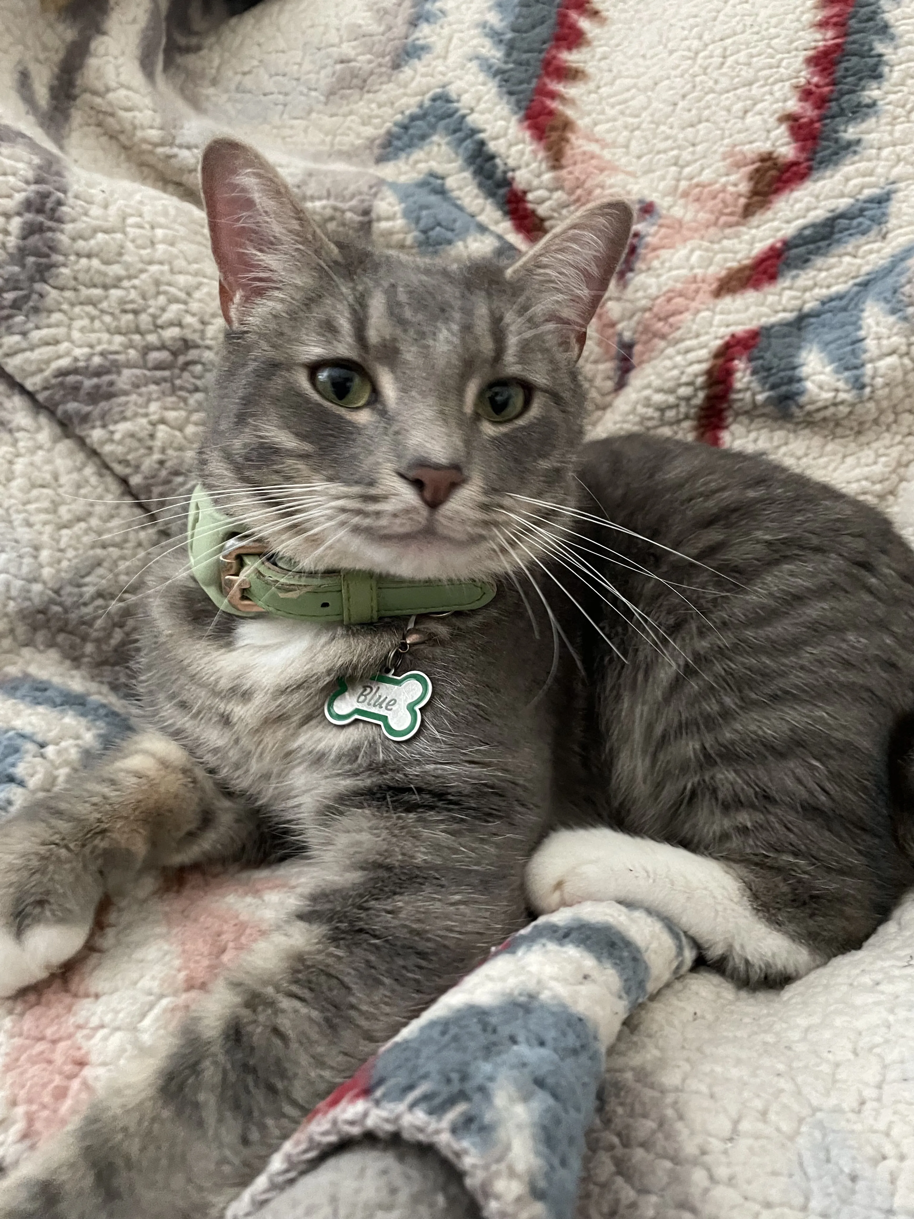 Lost pet-1