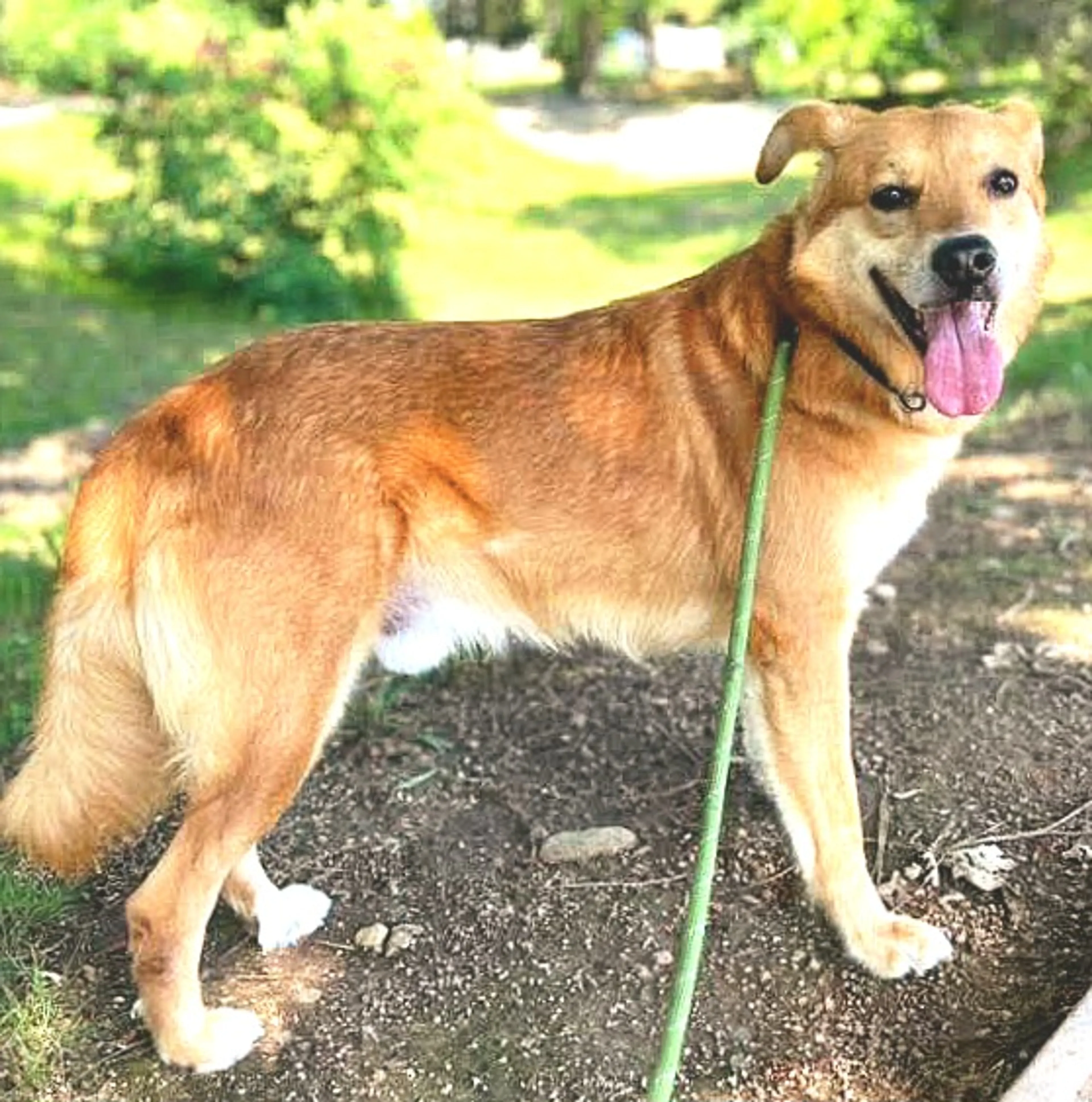 Found pet
