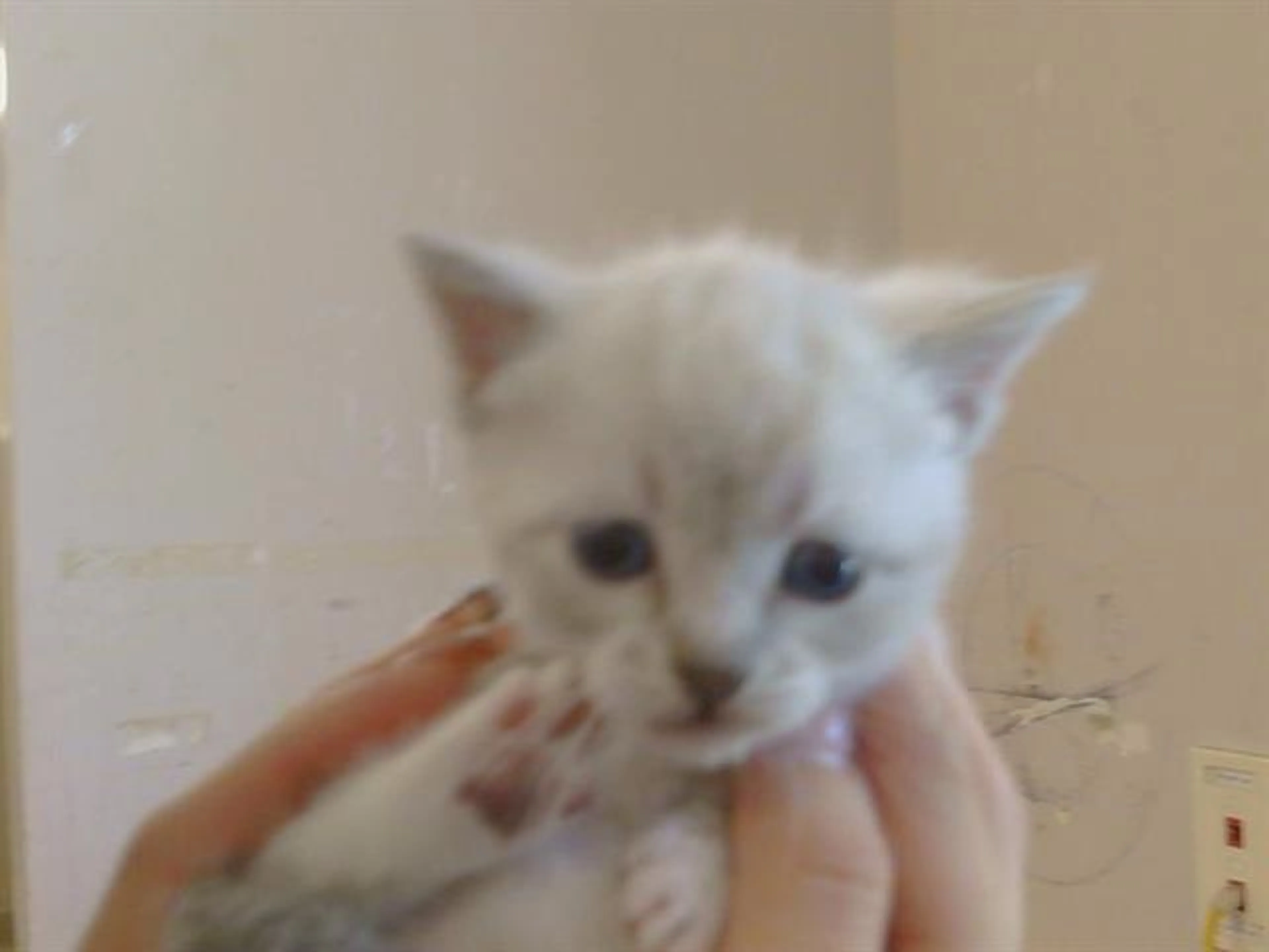 Found pet