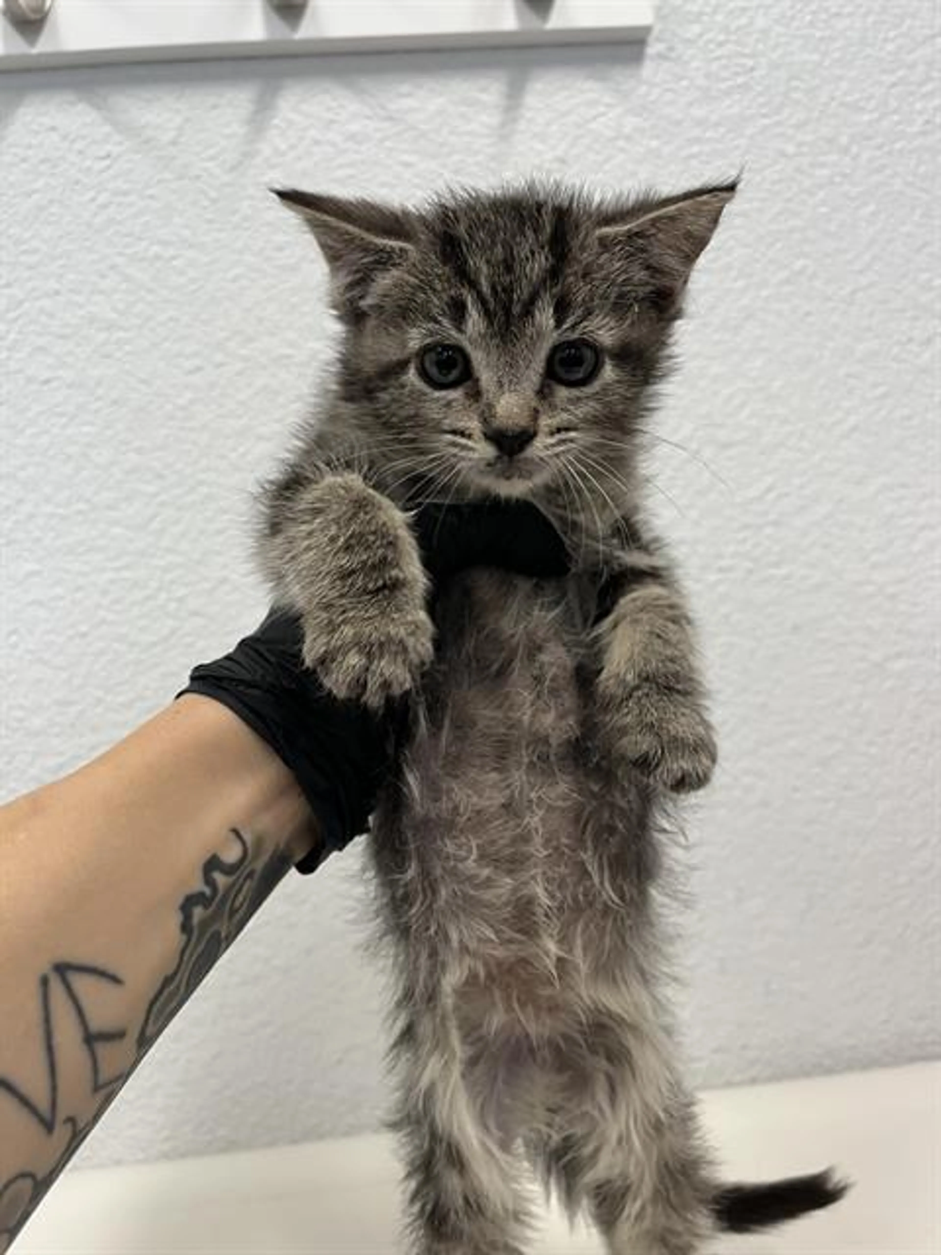Found pet