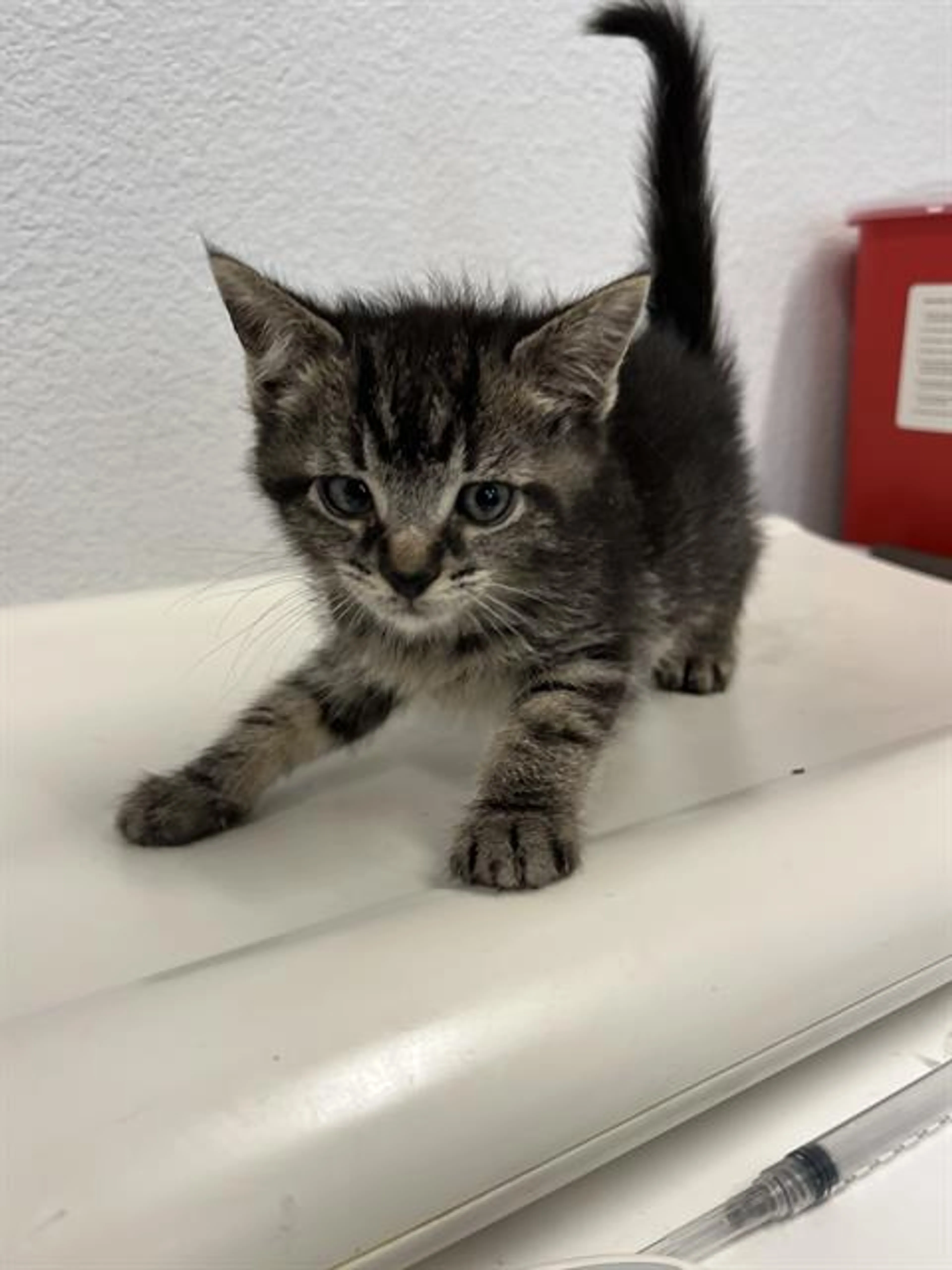 Found pet