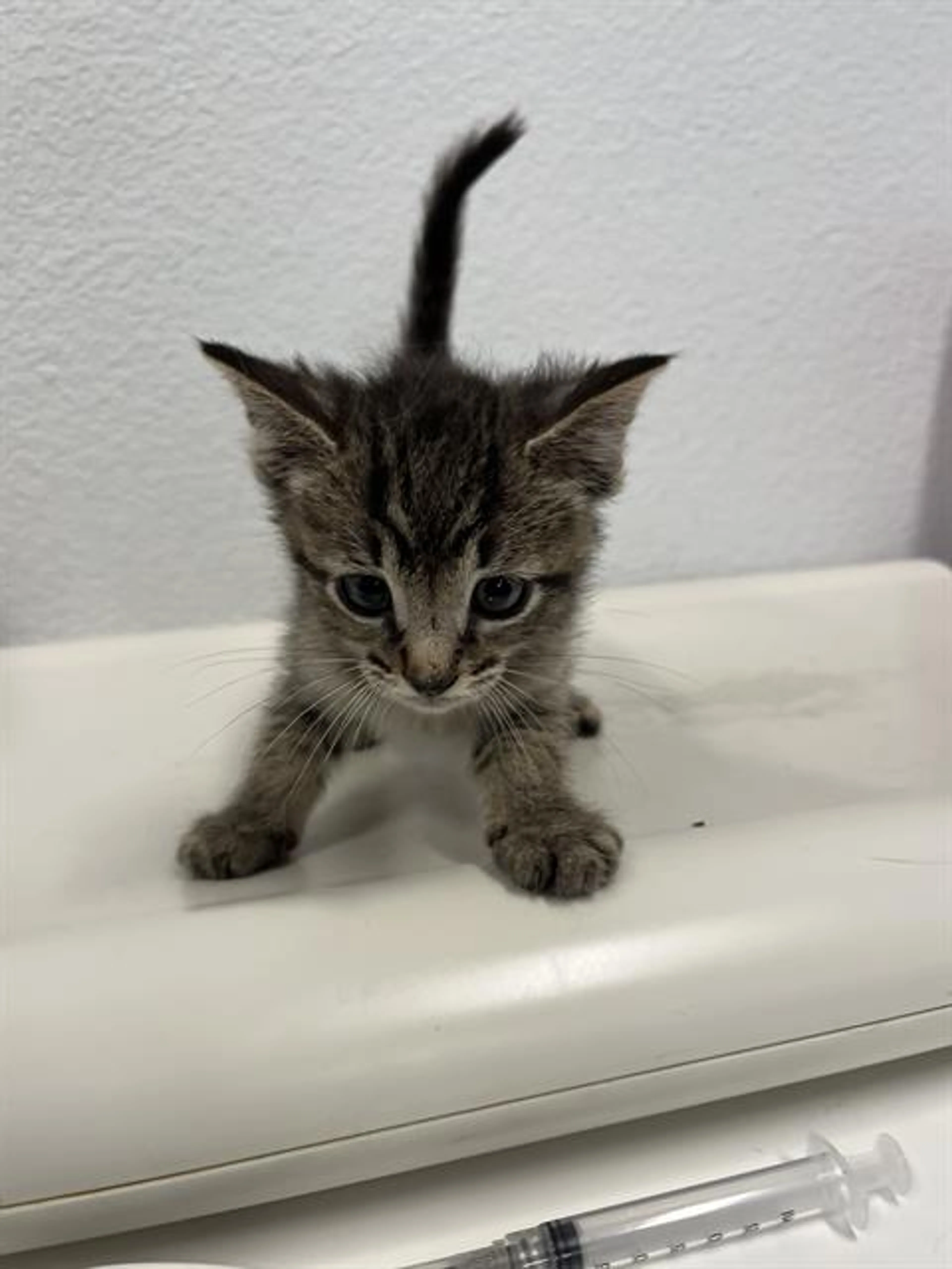 Found pet