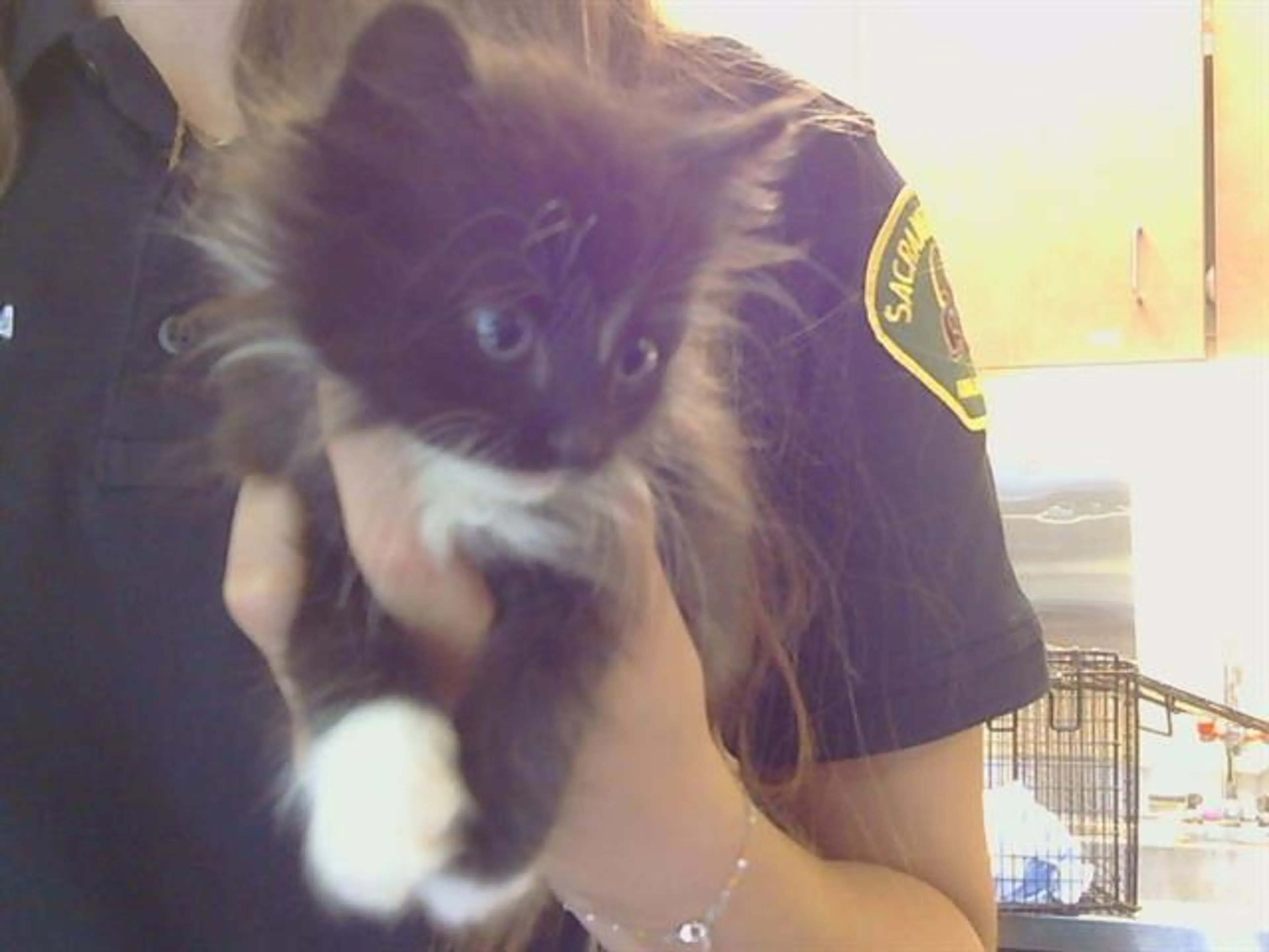 Found pet