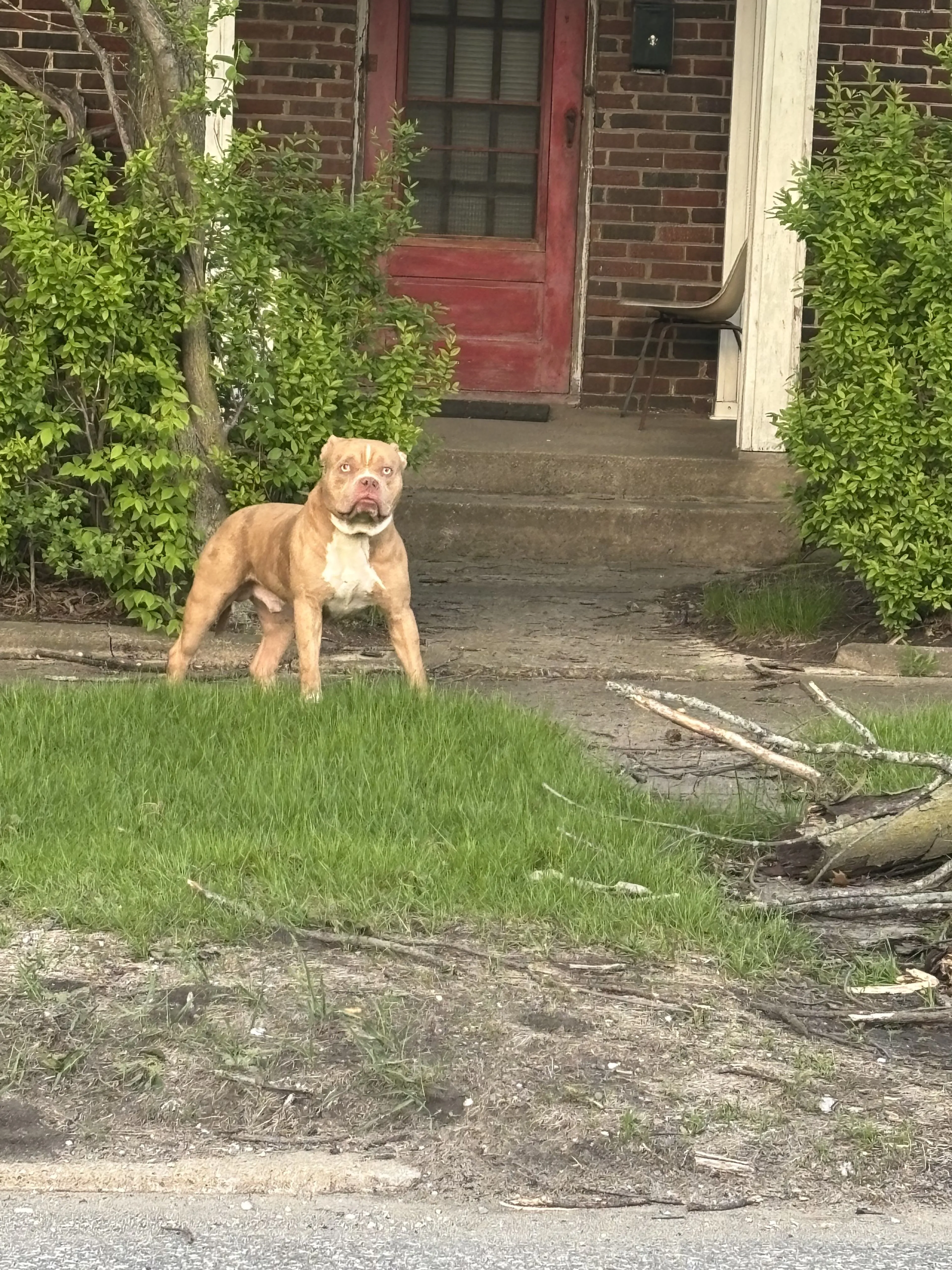 Lost pet-0