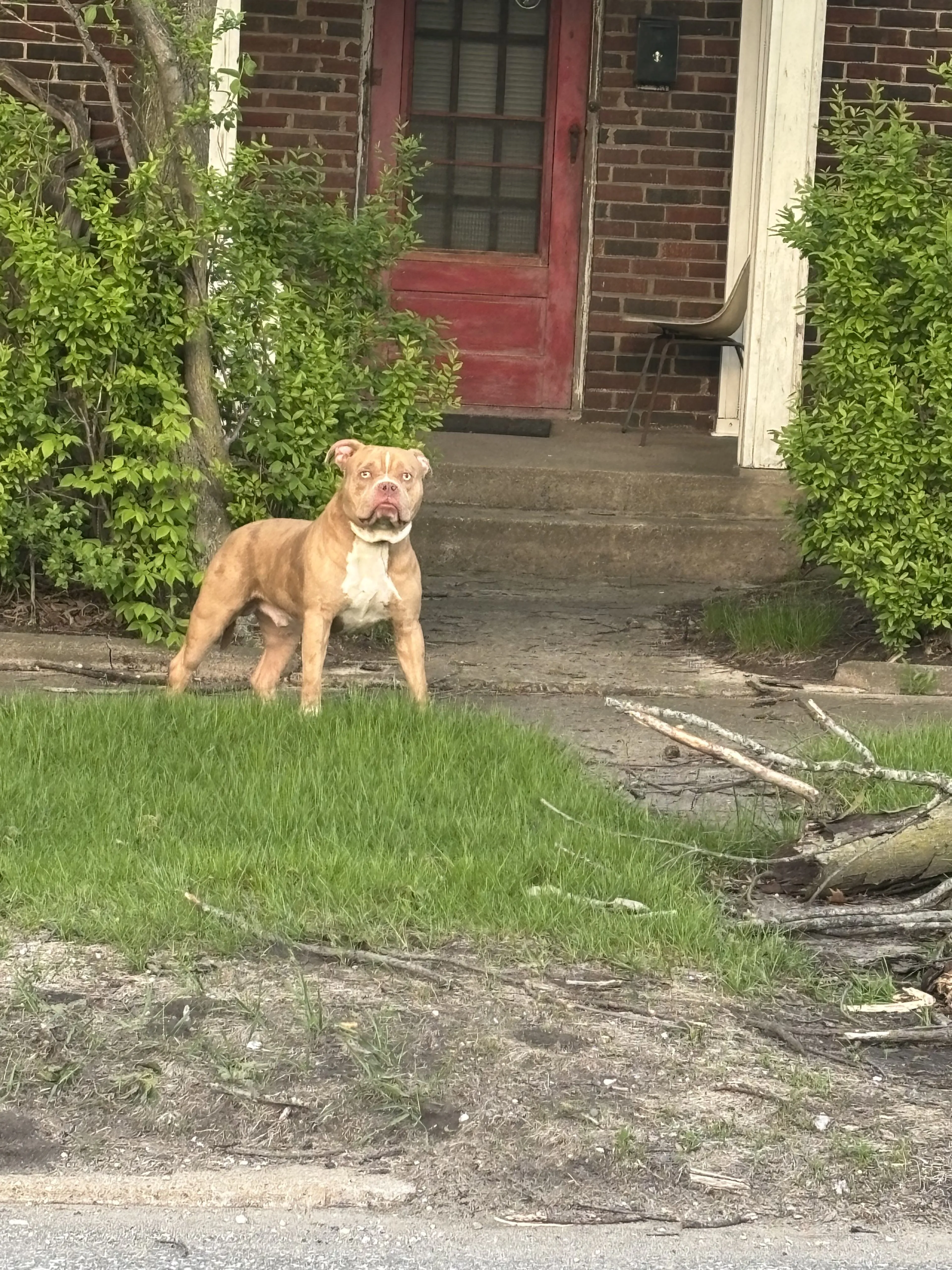Lost pet-1