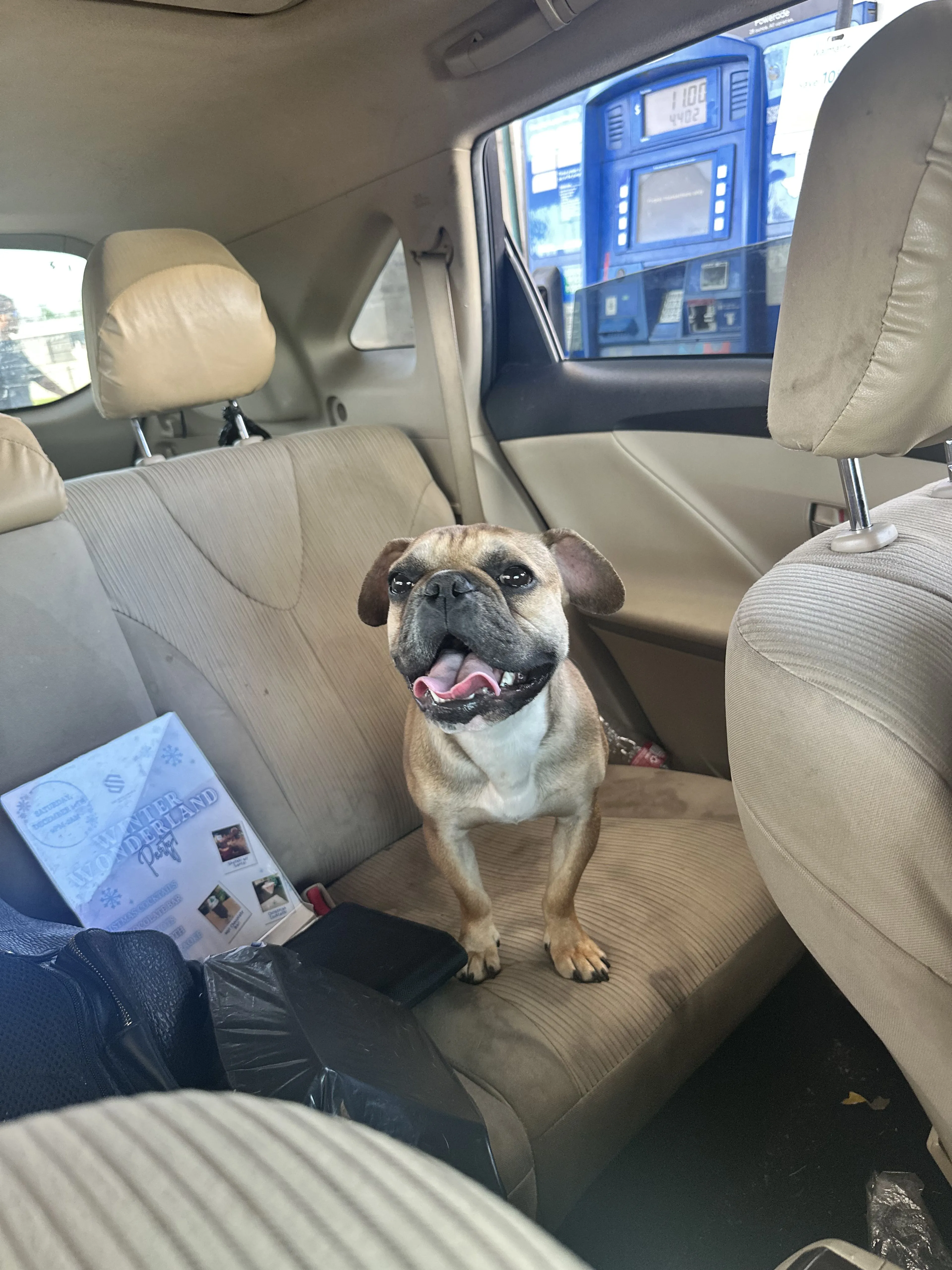 Lost pet