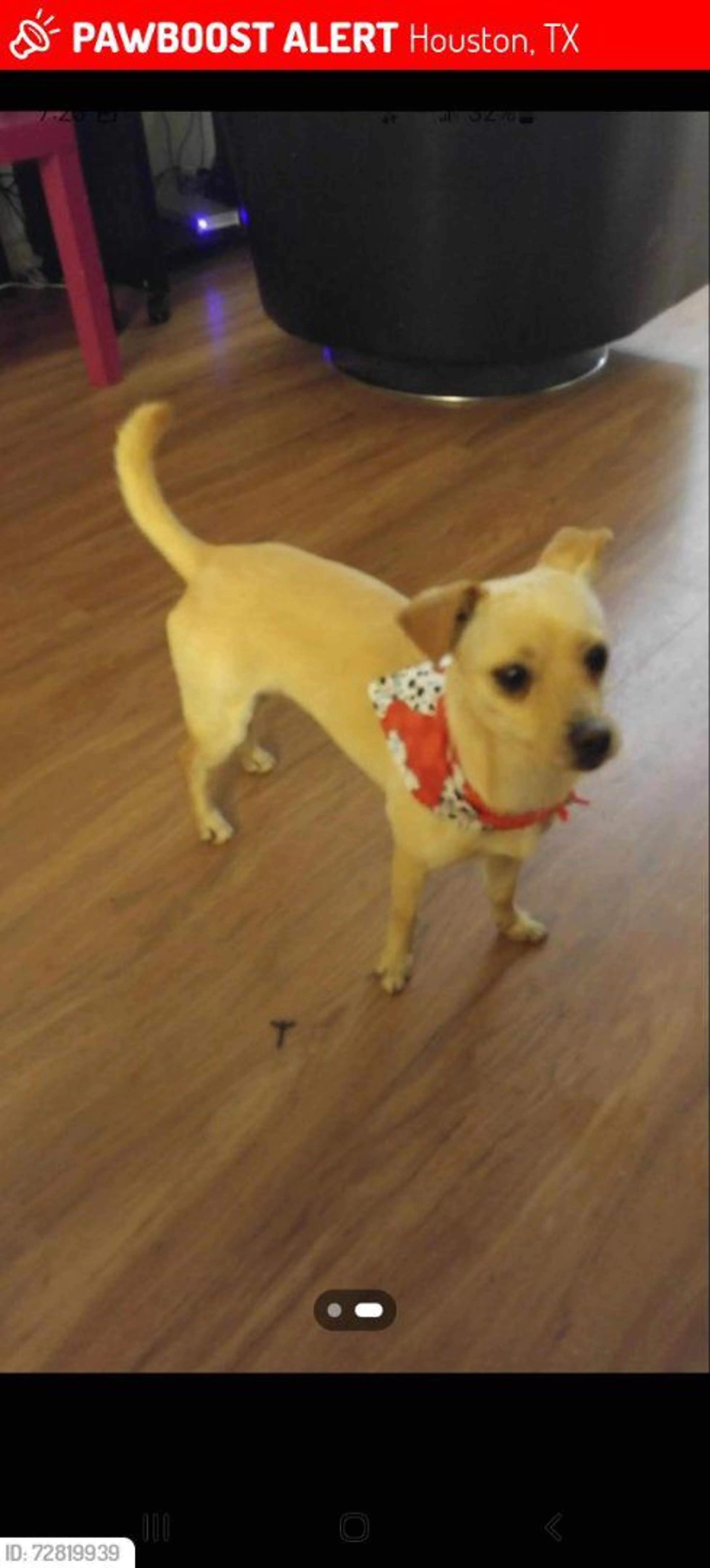 Lost pet