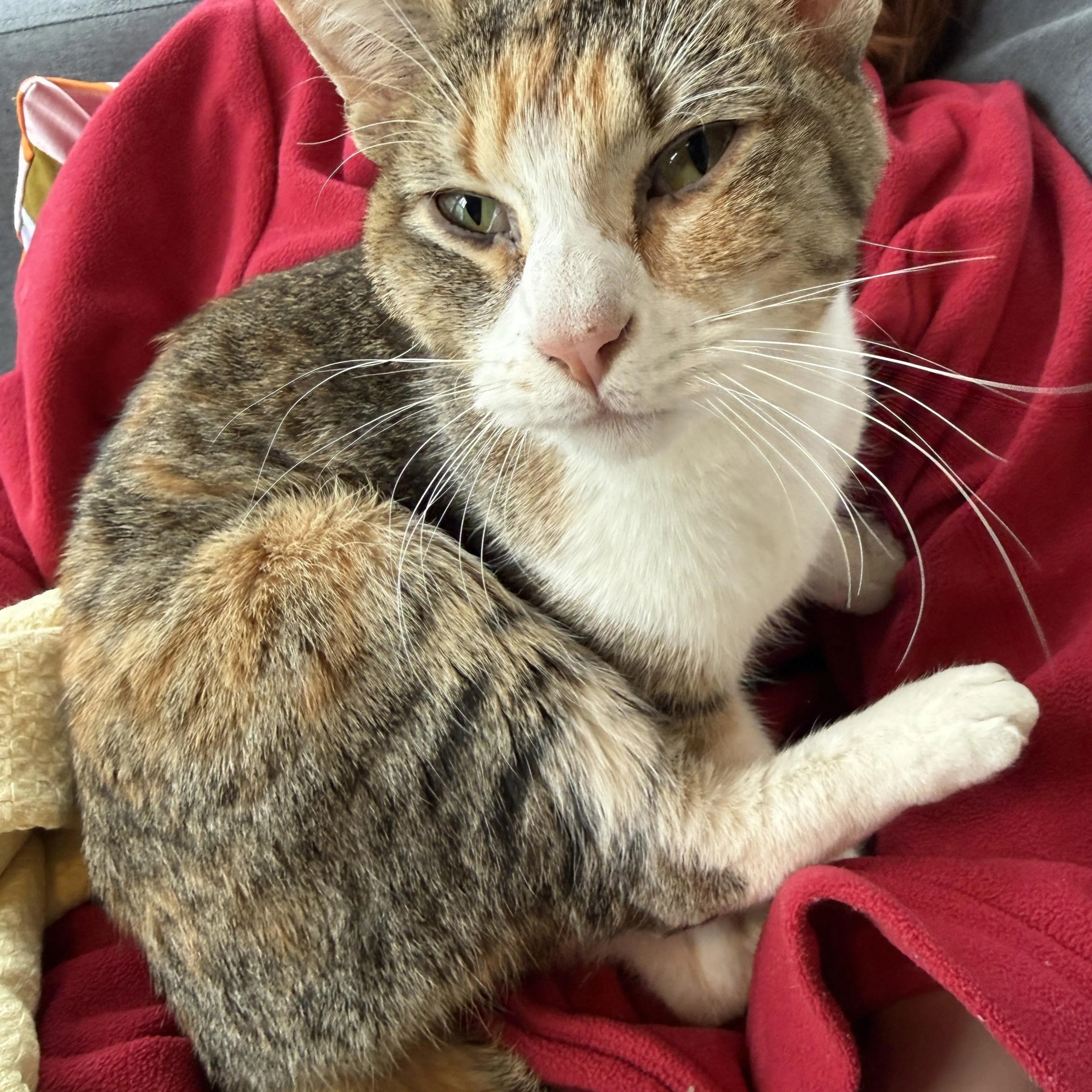 Found pet-1