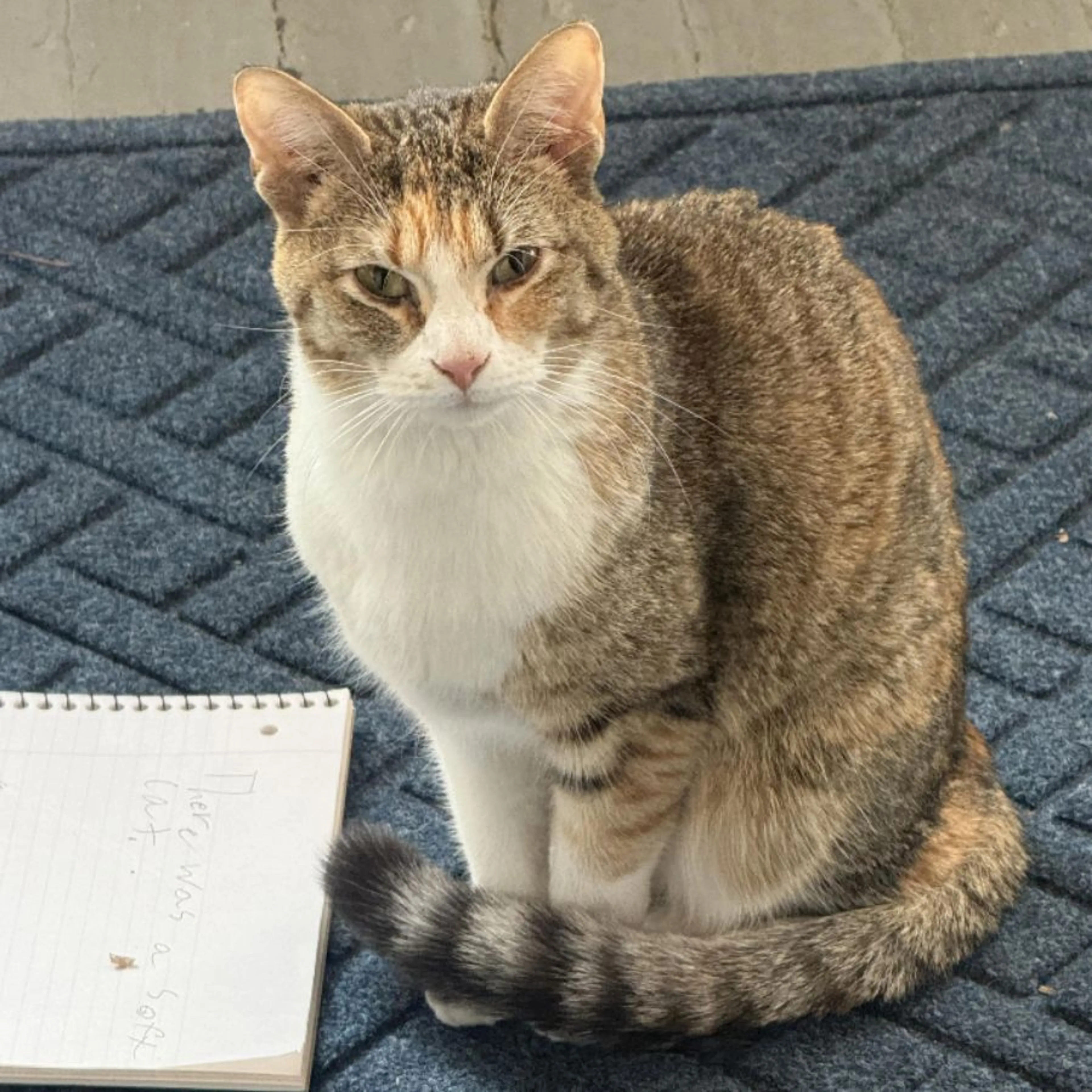 Found pet-0