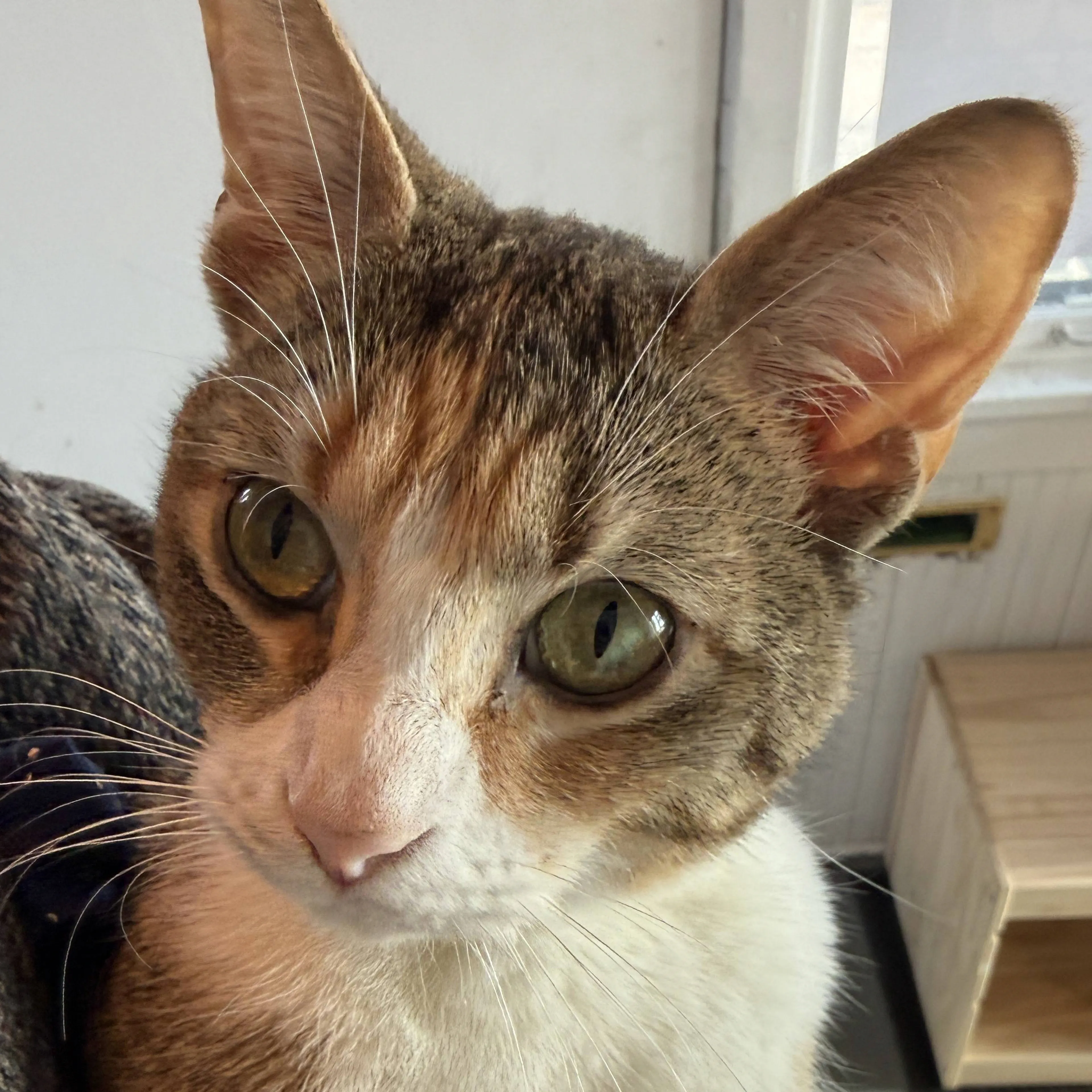 Found pet-2