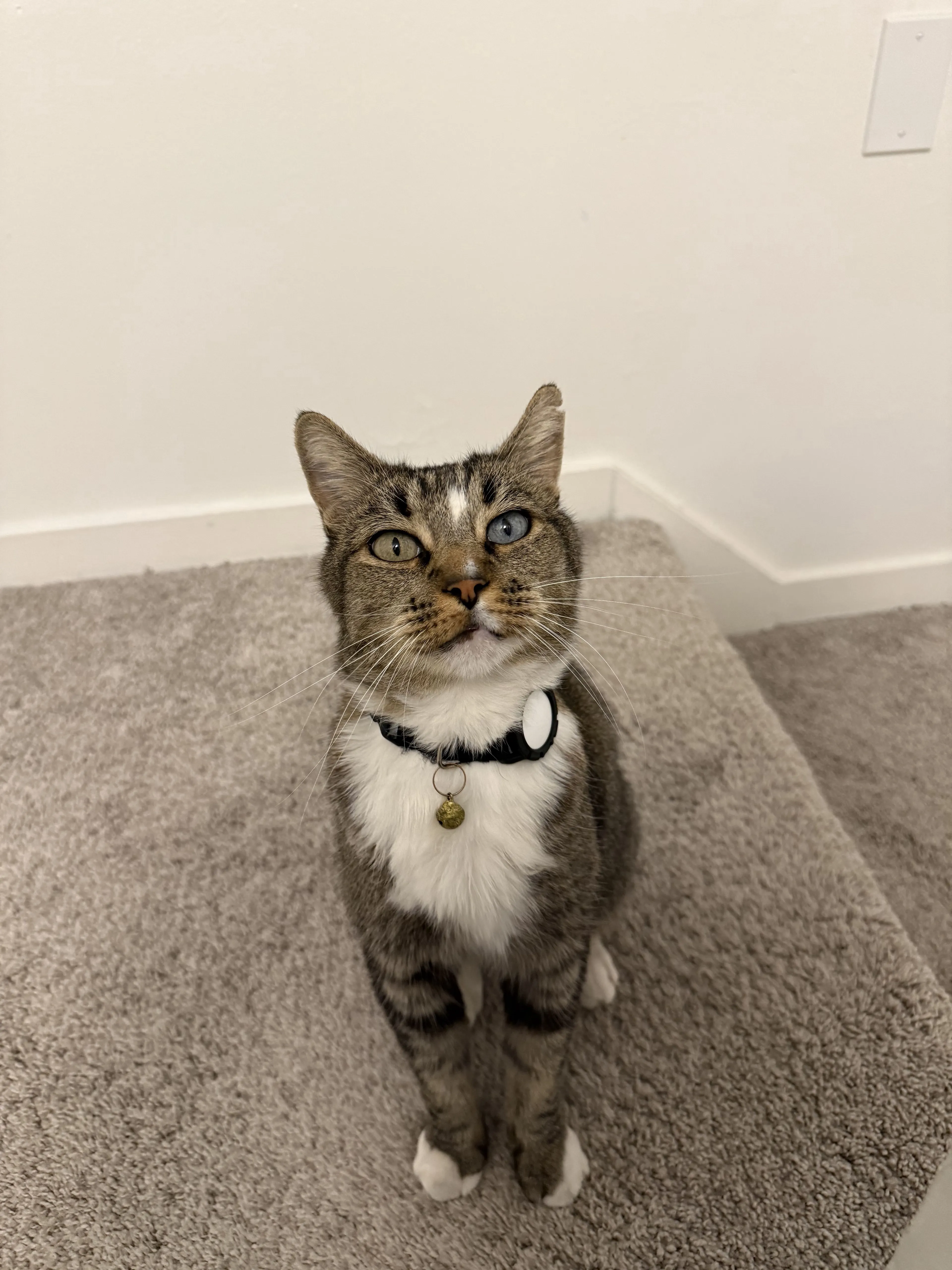 Lost pet