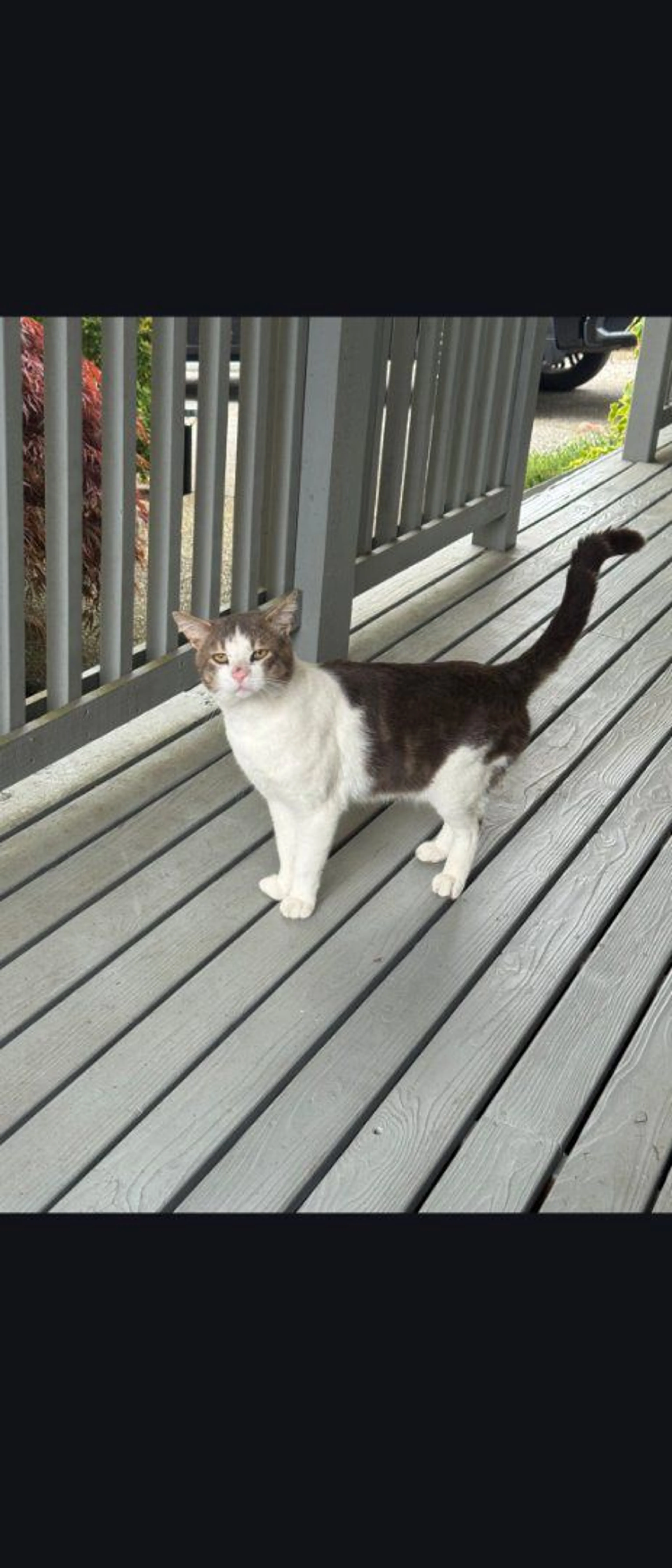 Lost pet-0