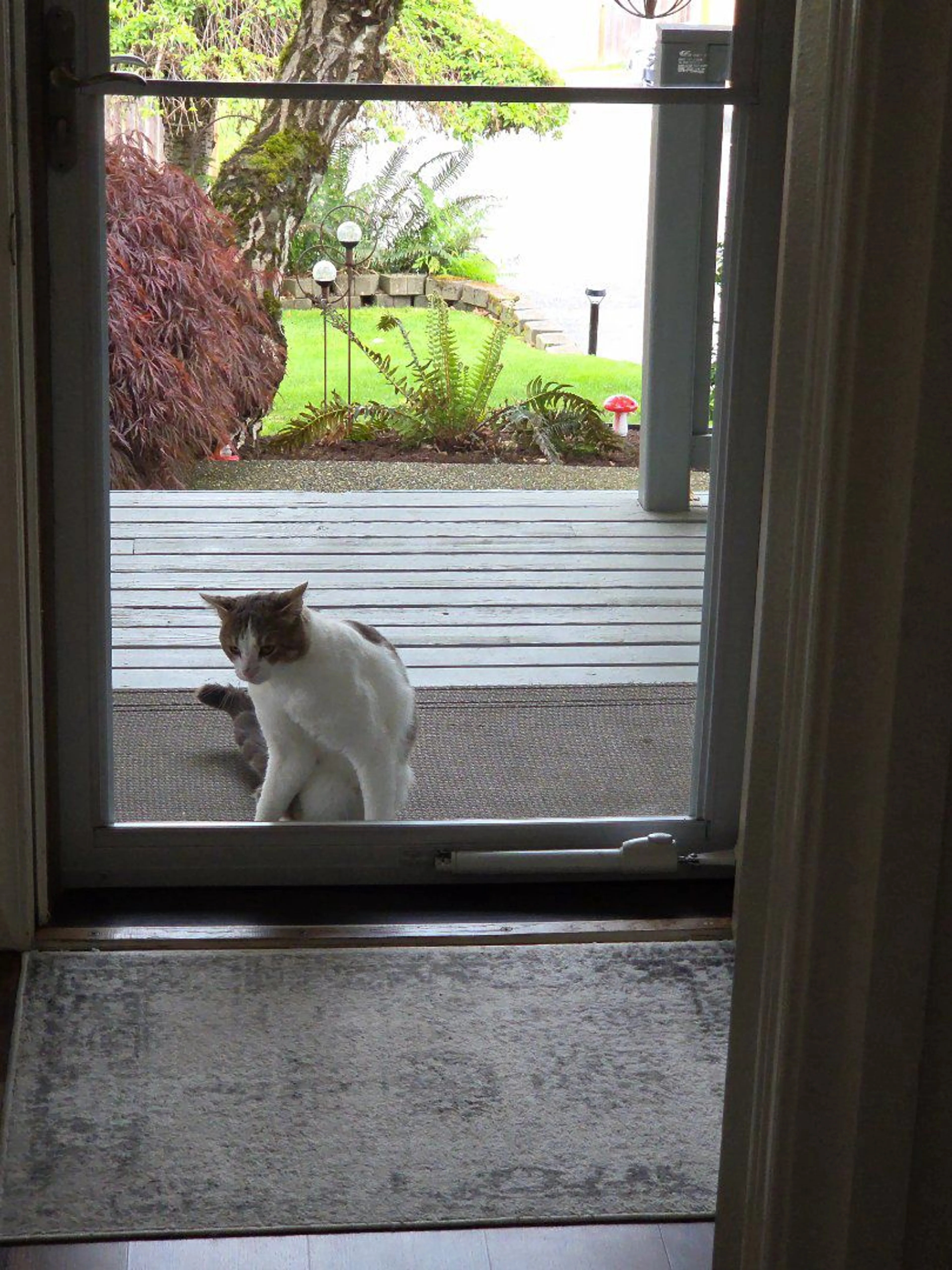 Lost pet-1