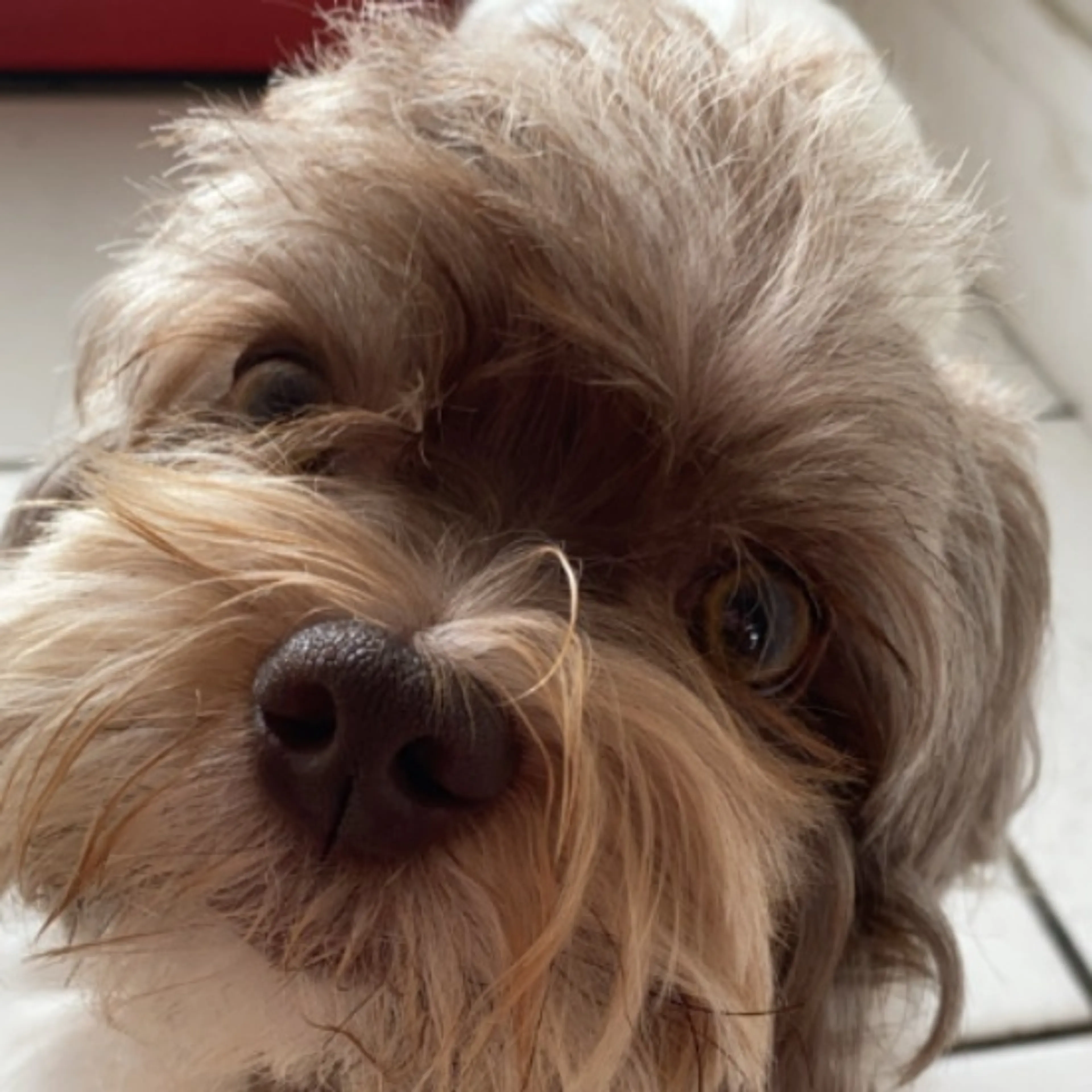 Lost pet