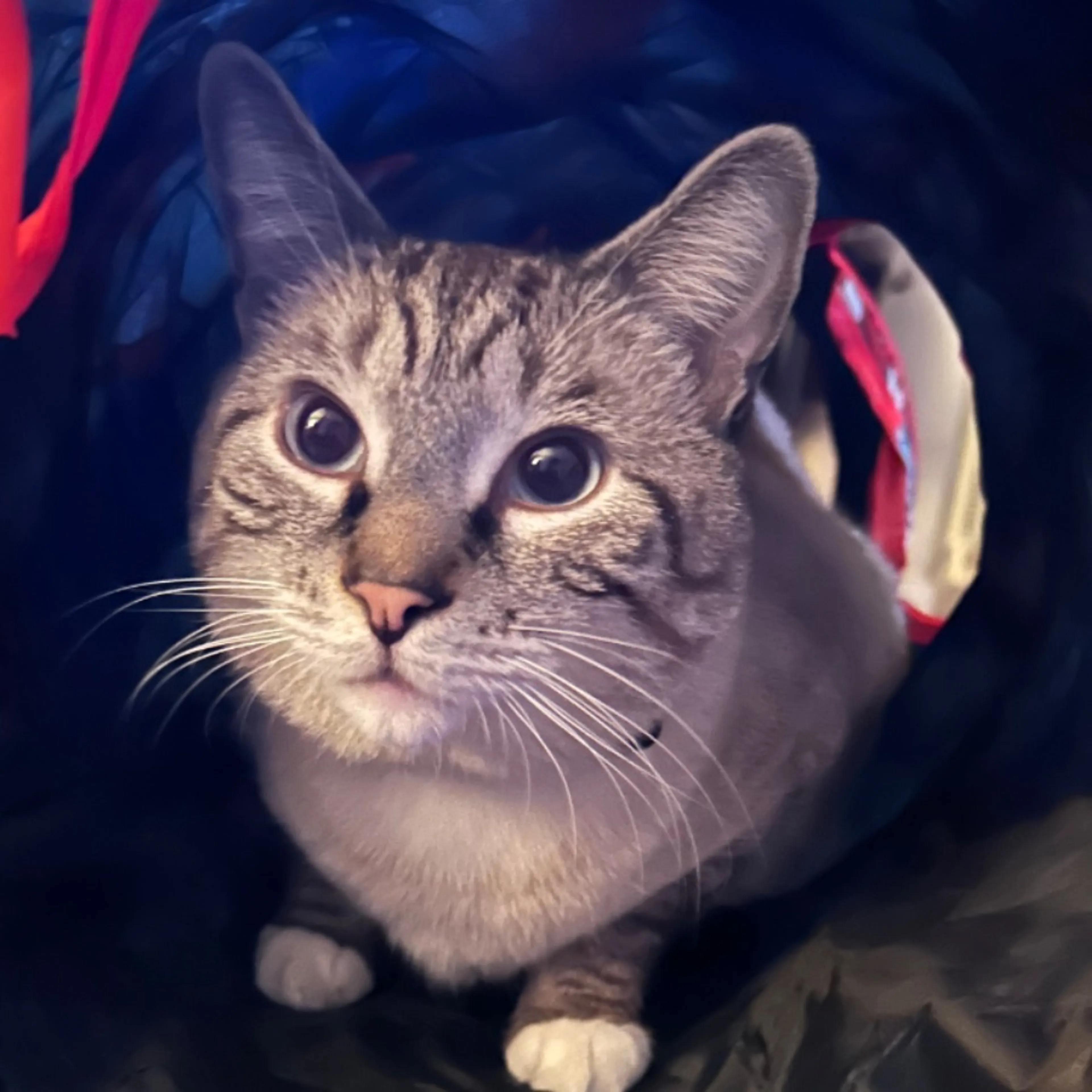 Lost pet-0
