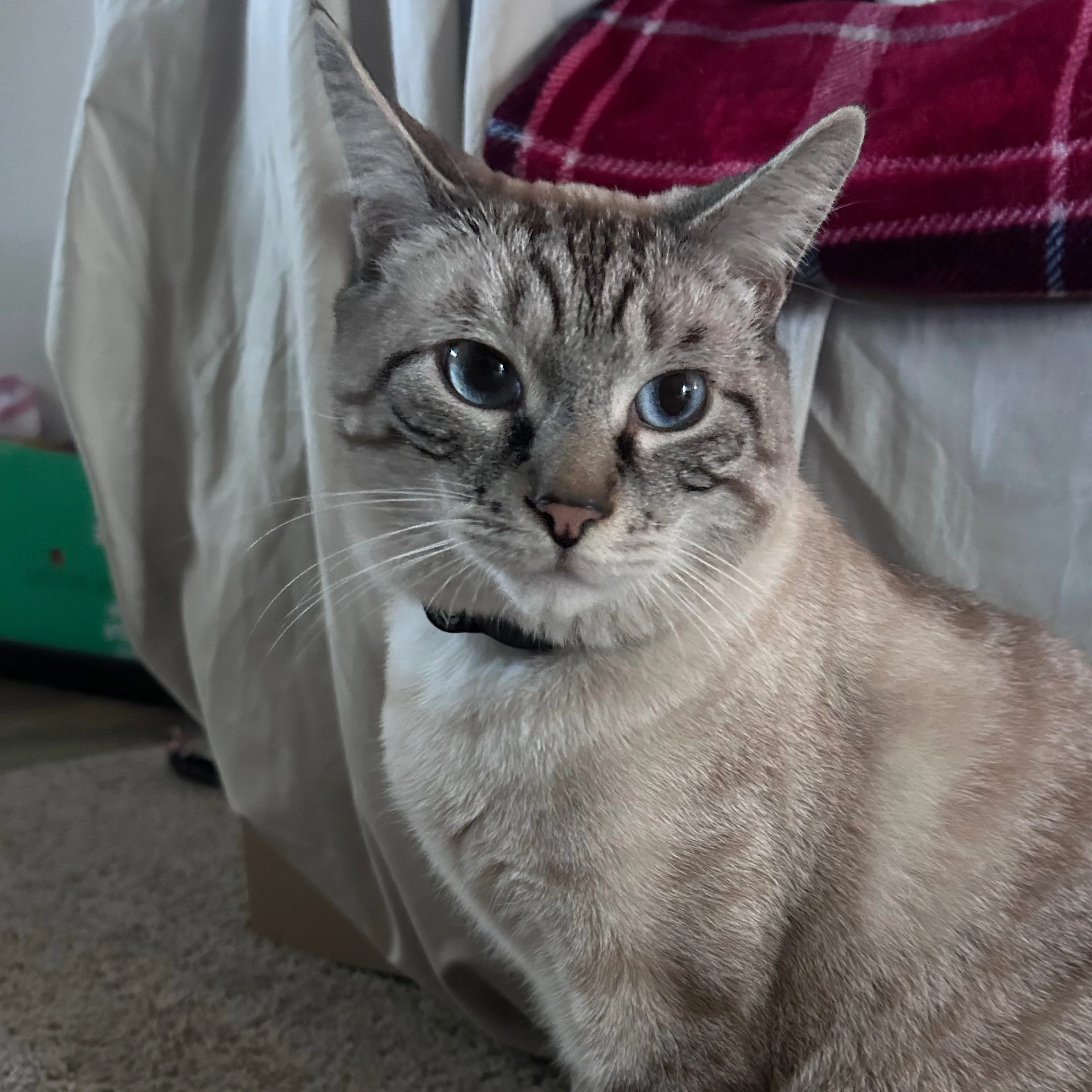 Lost pet-2