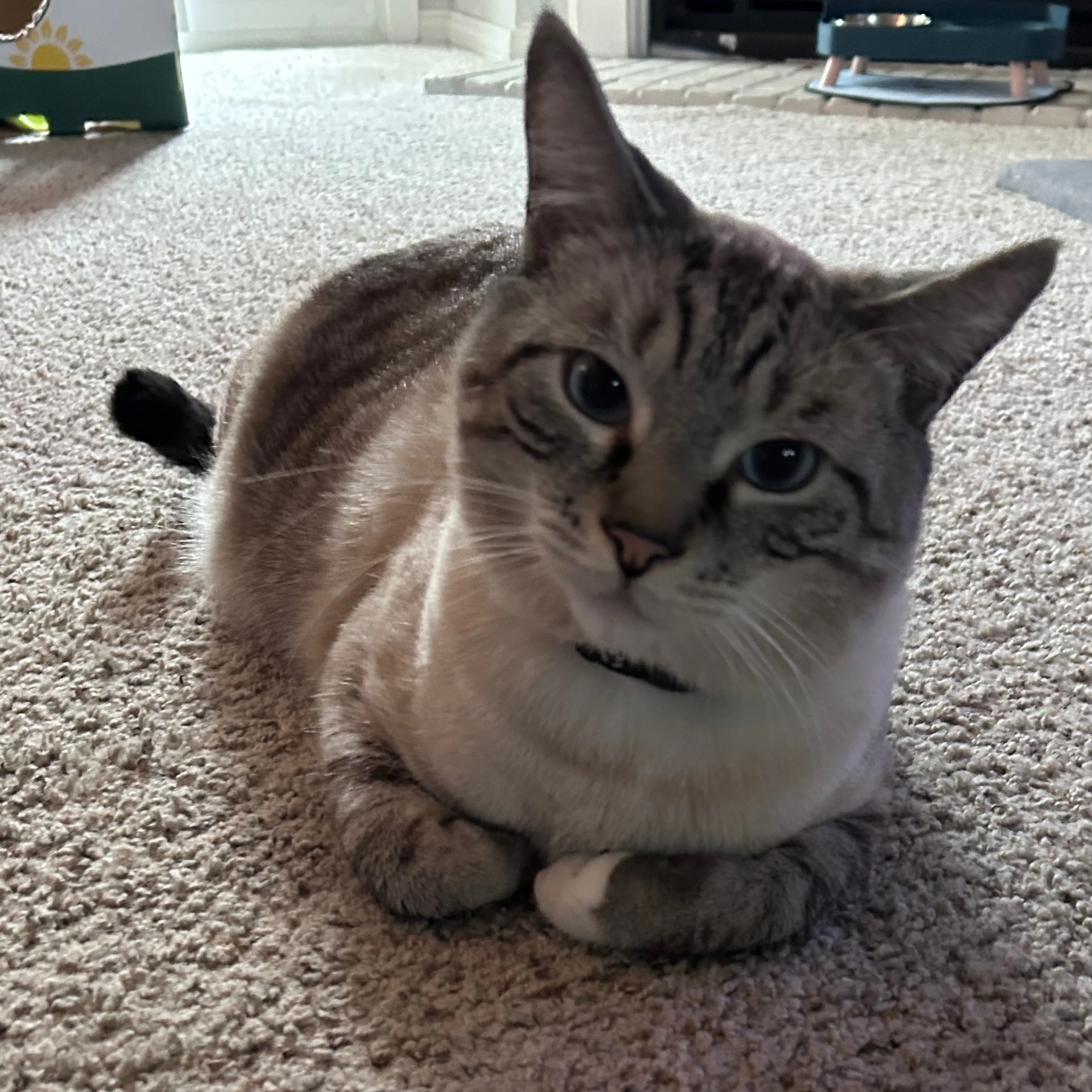 Lost pet-1