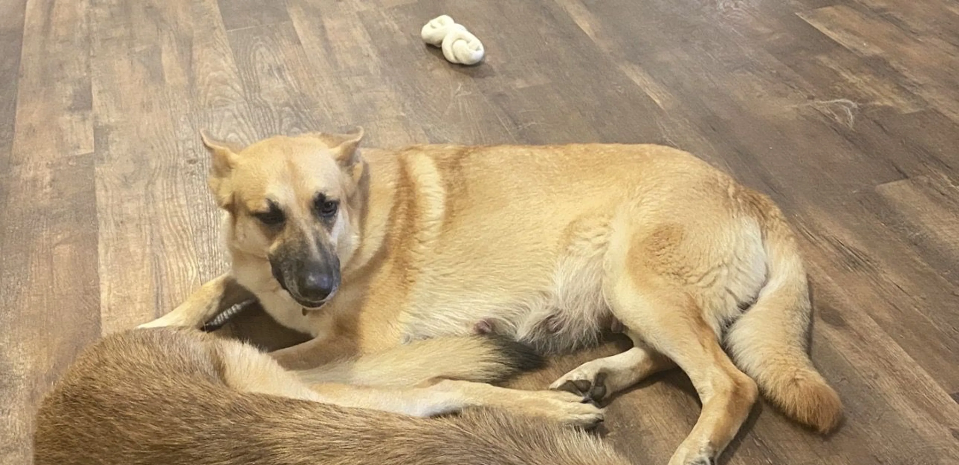 Lost pet-1