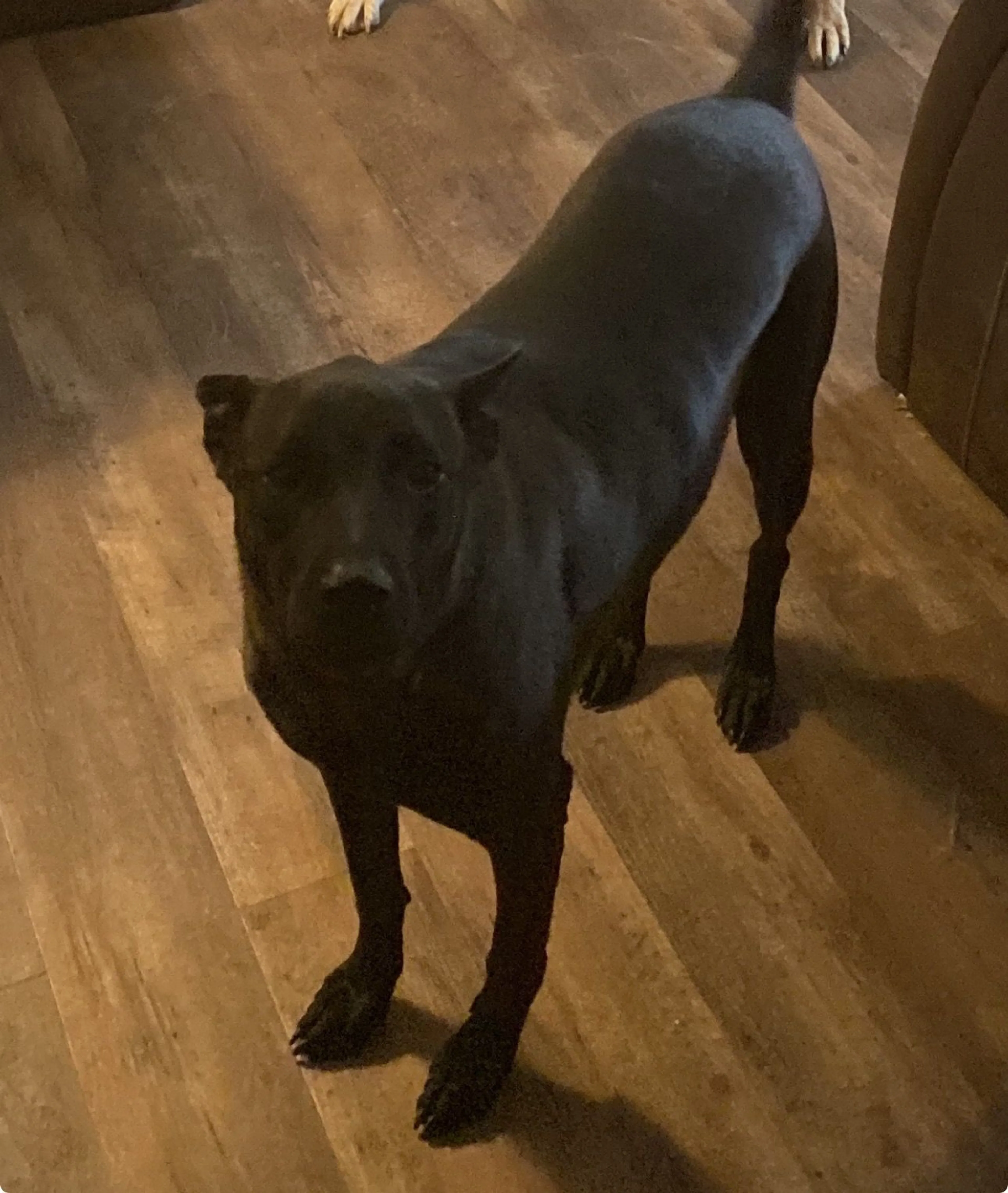 Lost pet-2
