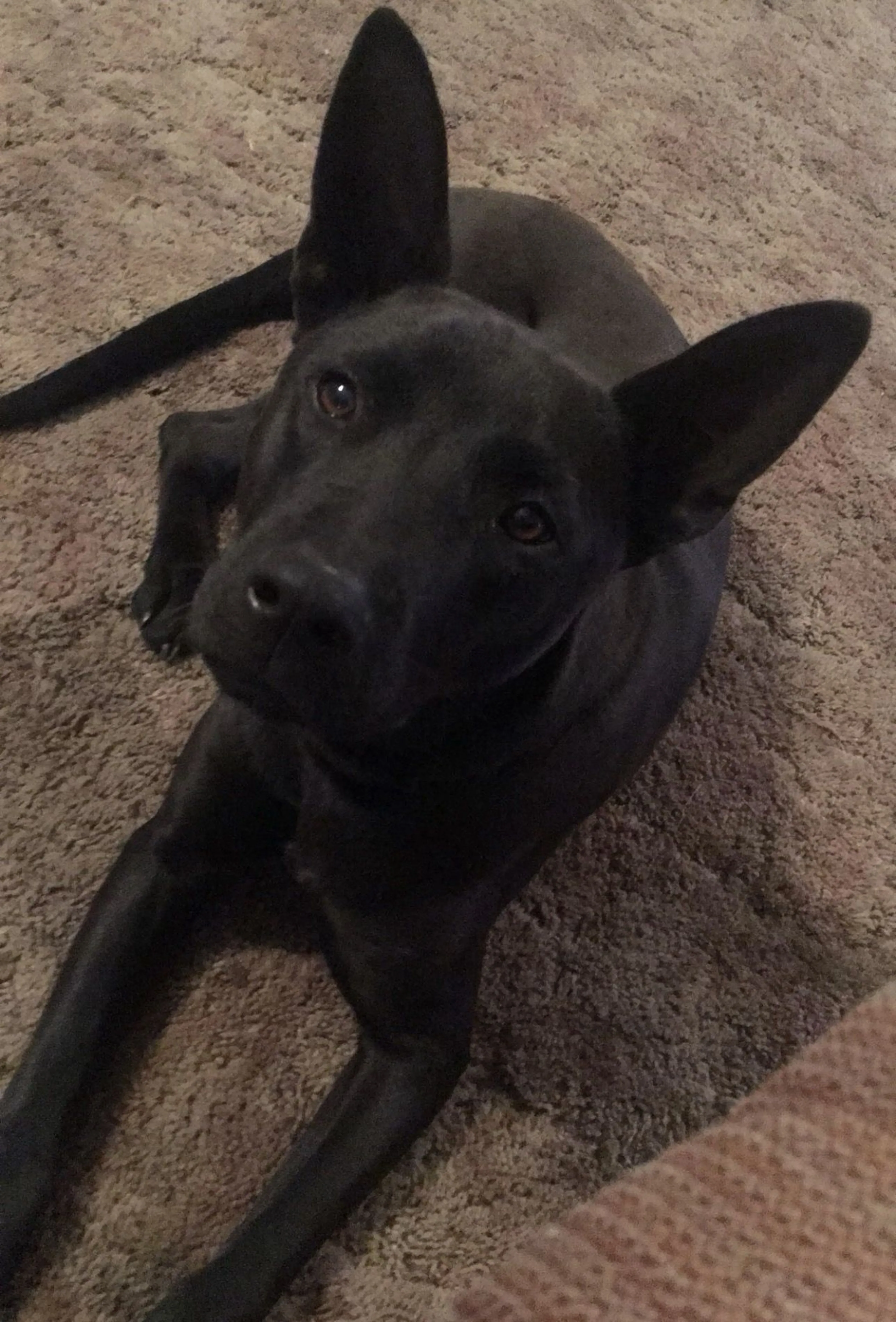 Lost pet-0
