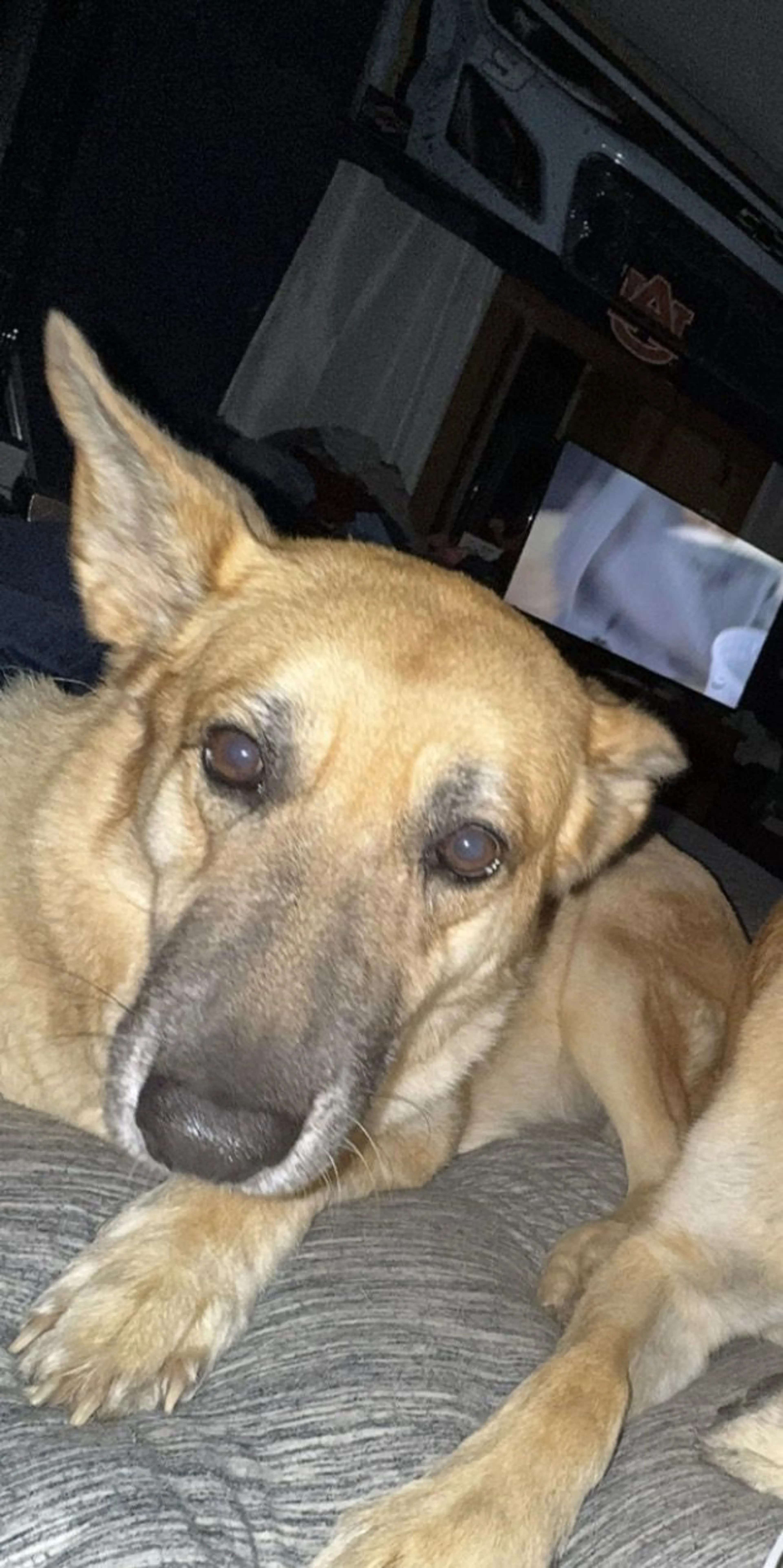 Lost pet-3