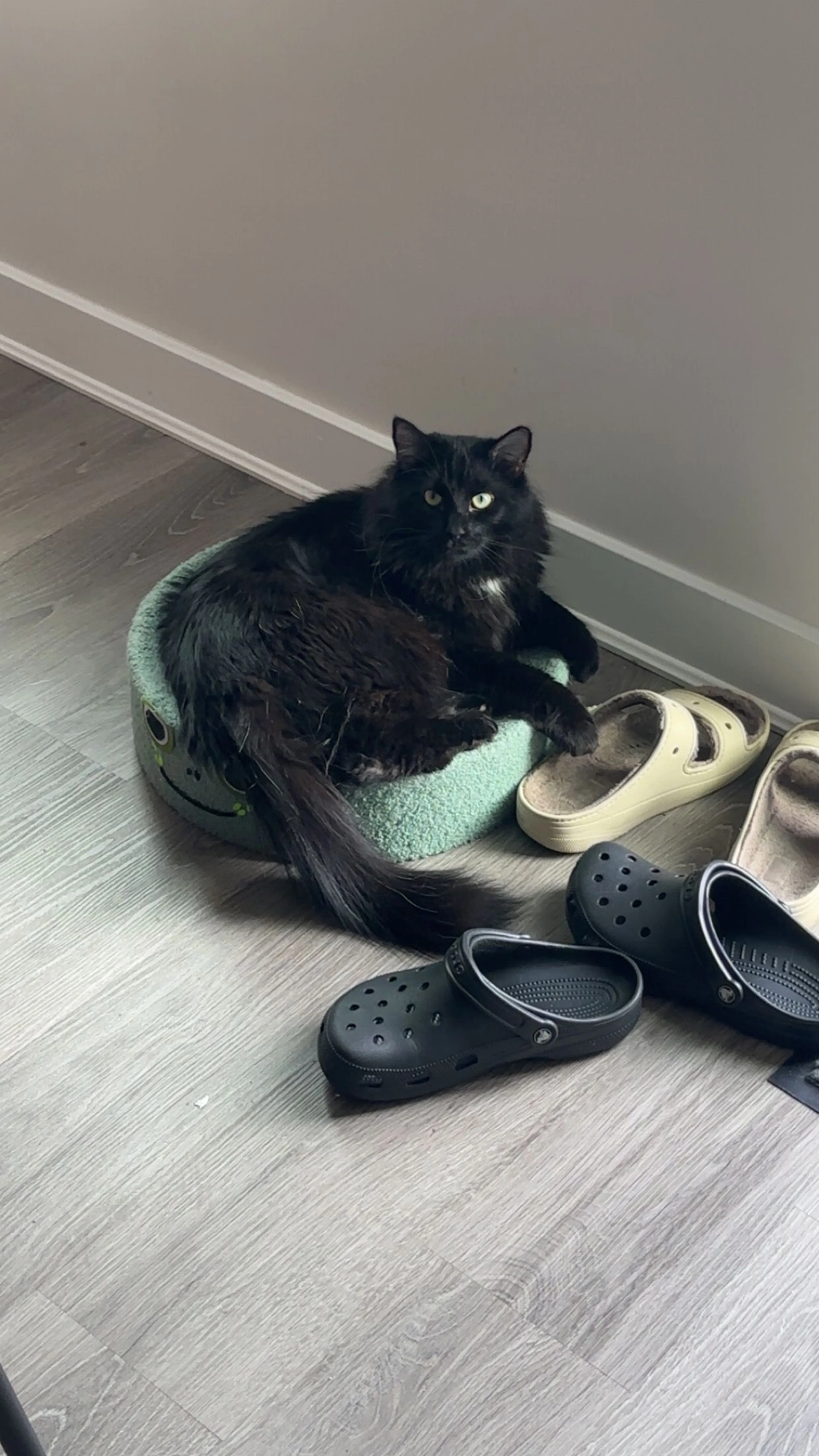 Lost pet-2
