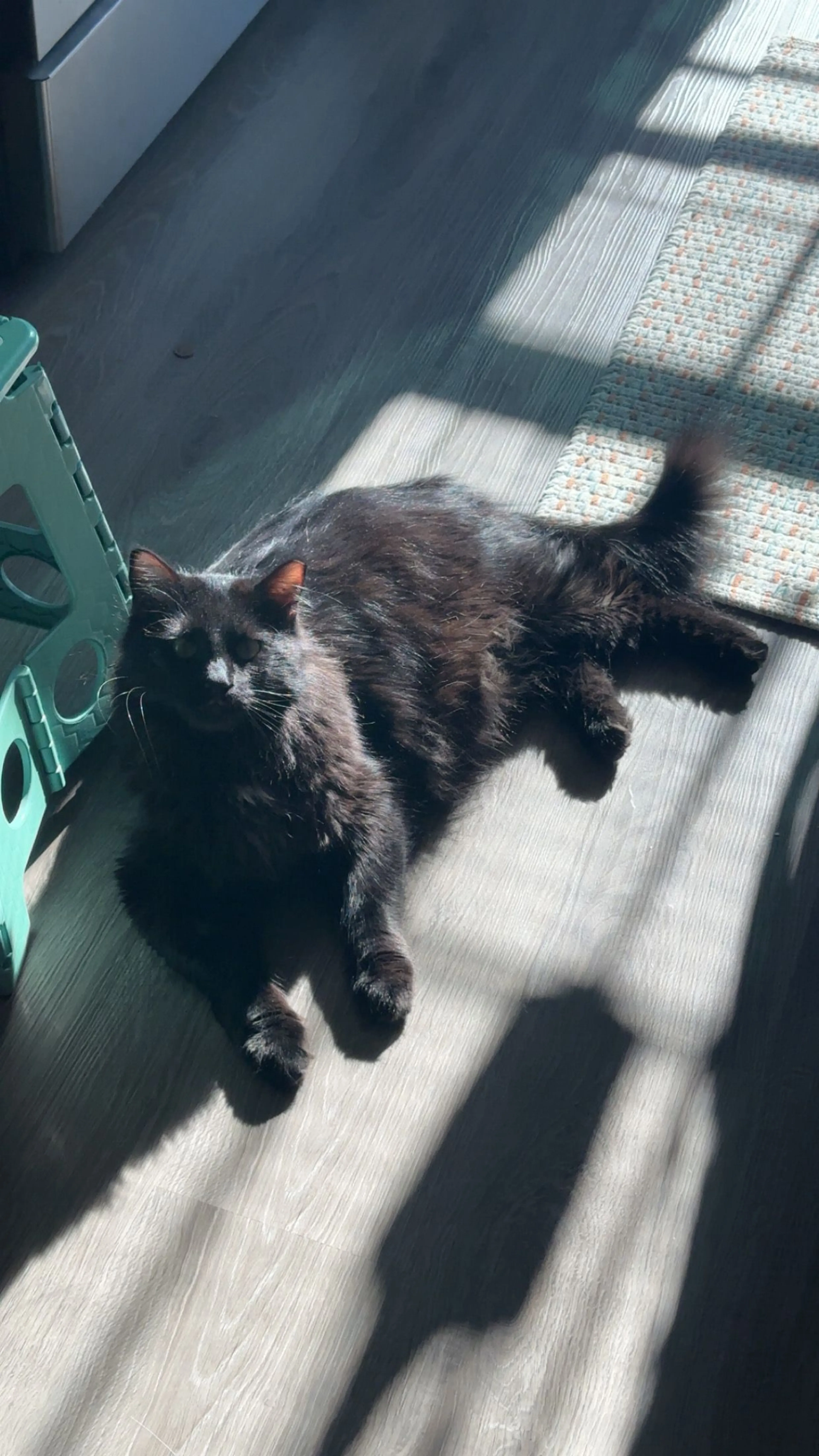 Lost pet-1