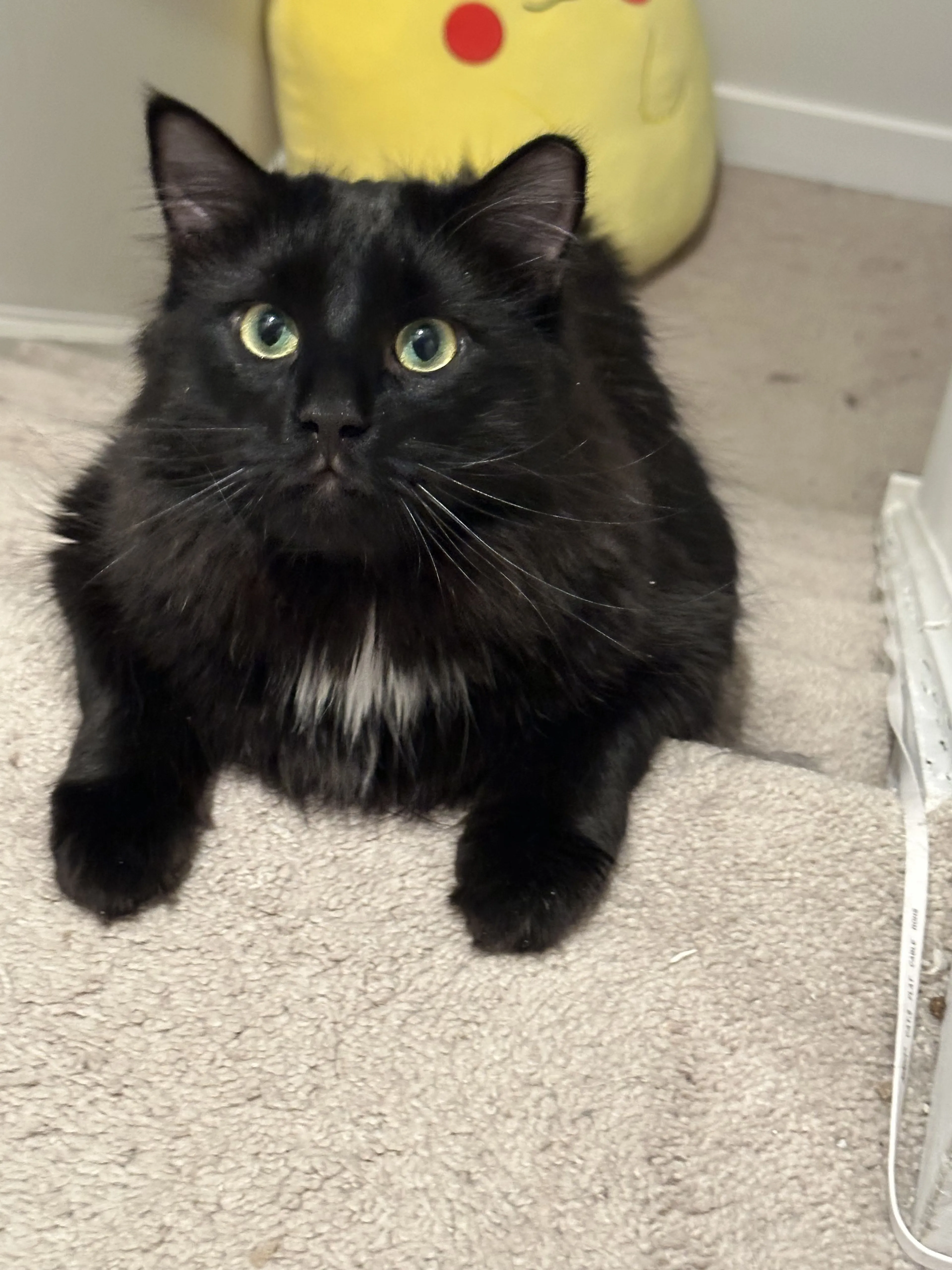 Lost pet-0
