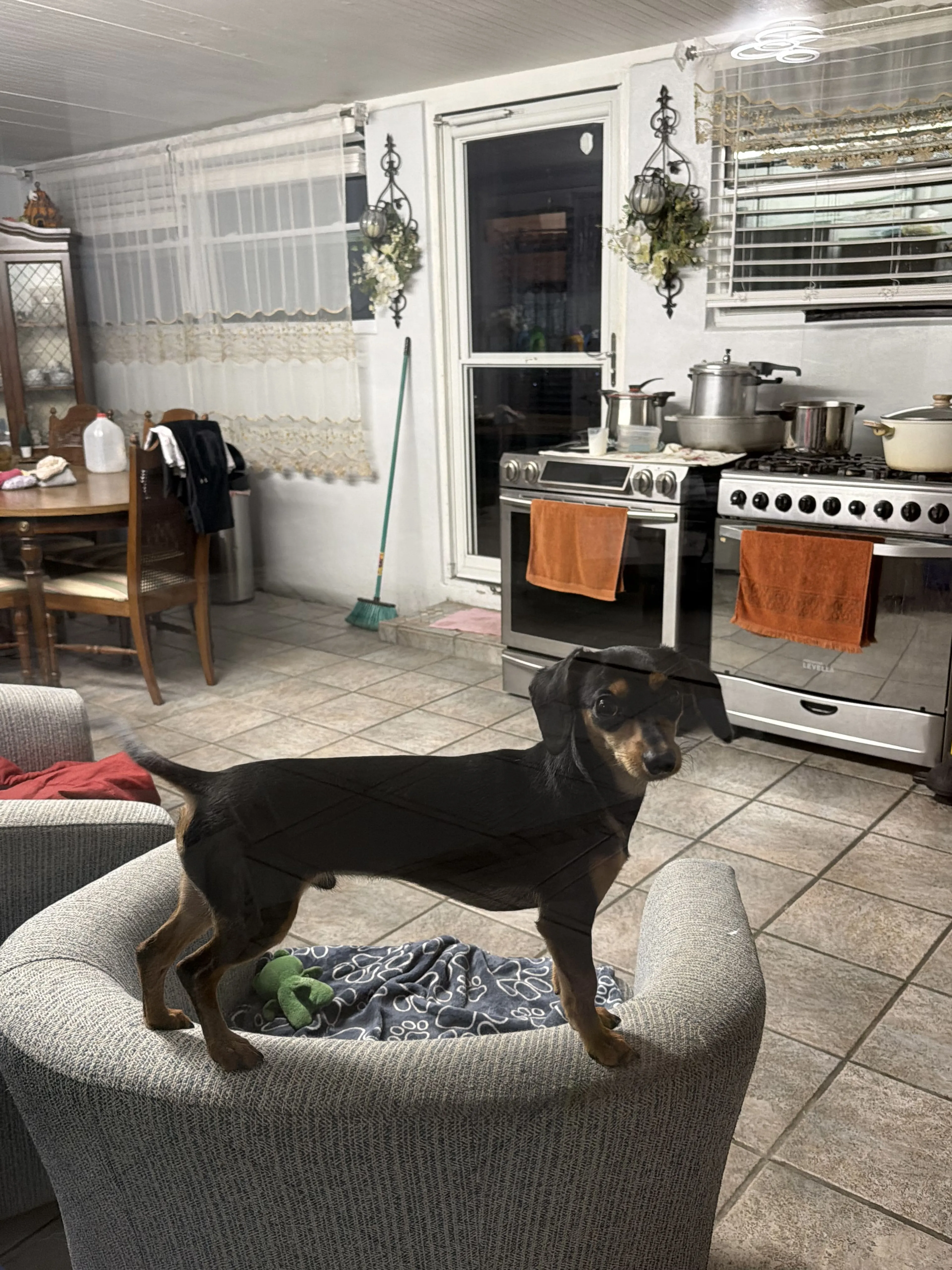 Lost pet-3