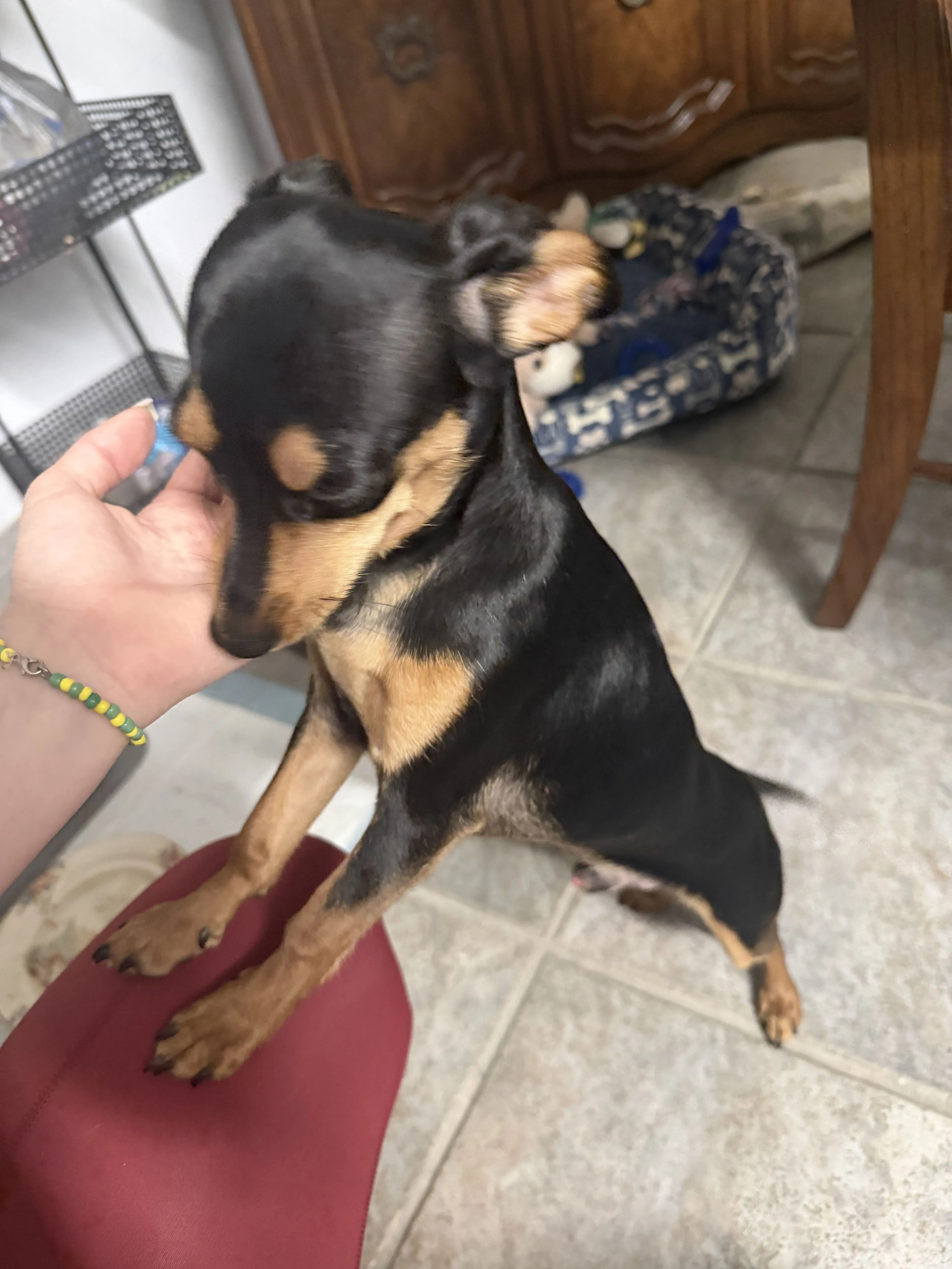 Lost pet-2