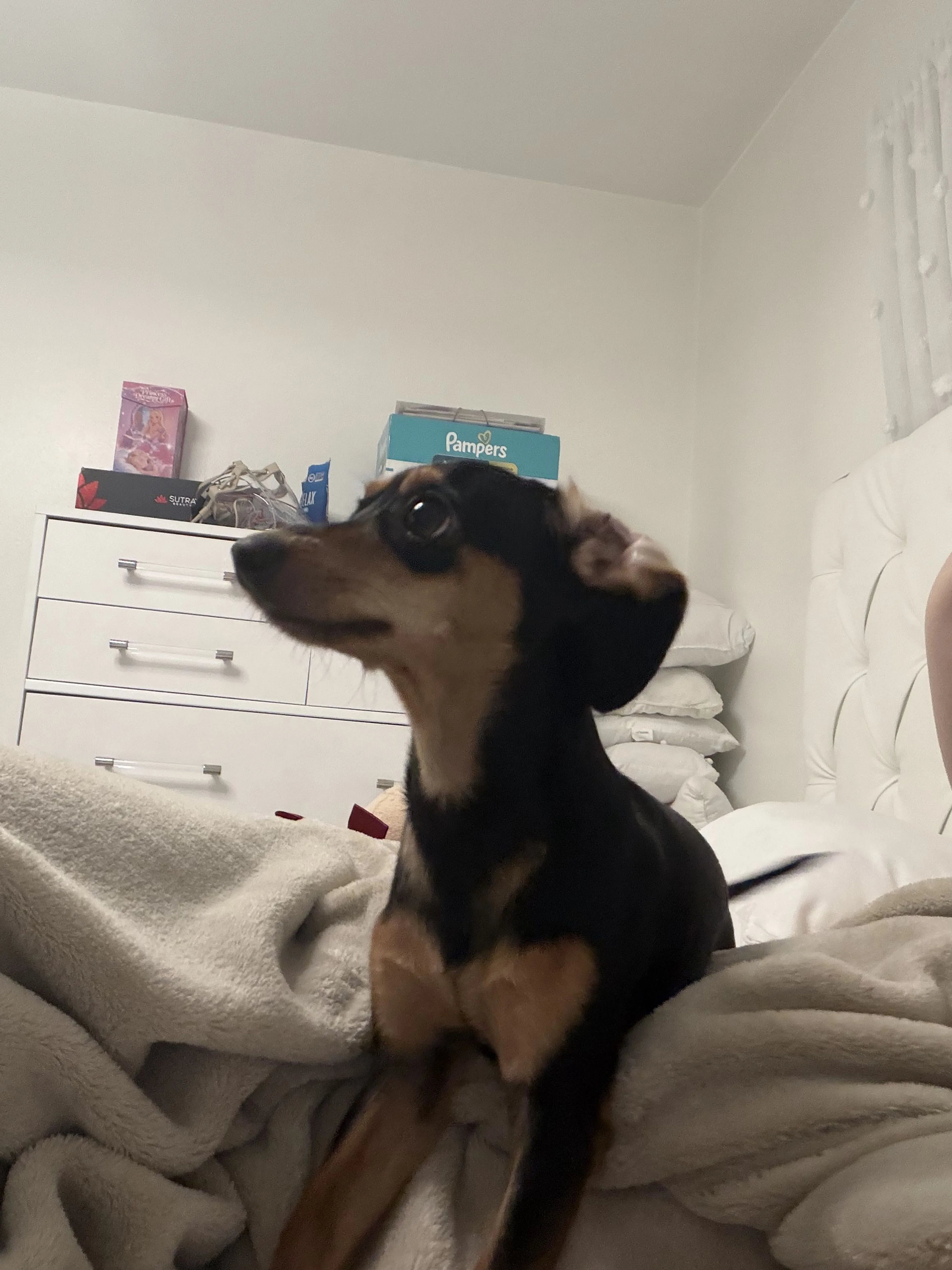 Lost pet-0