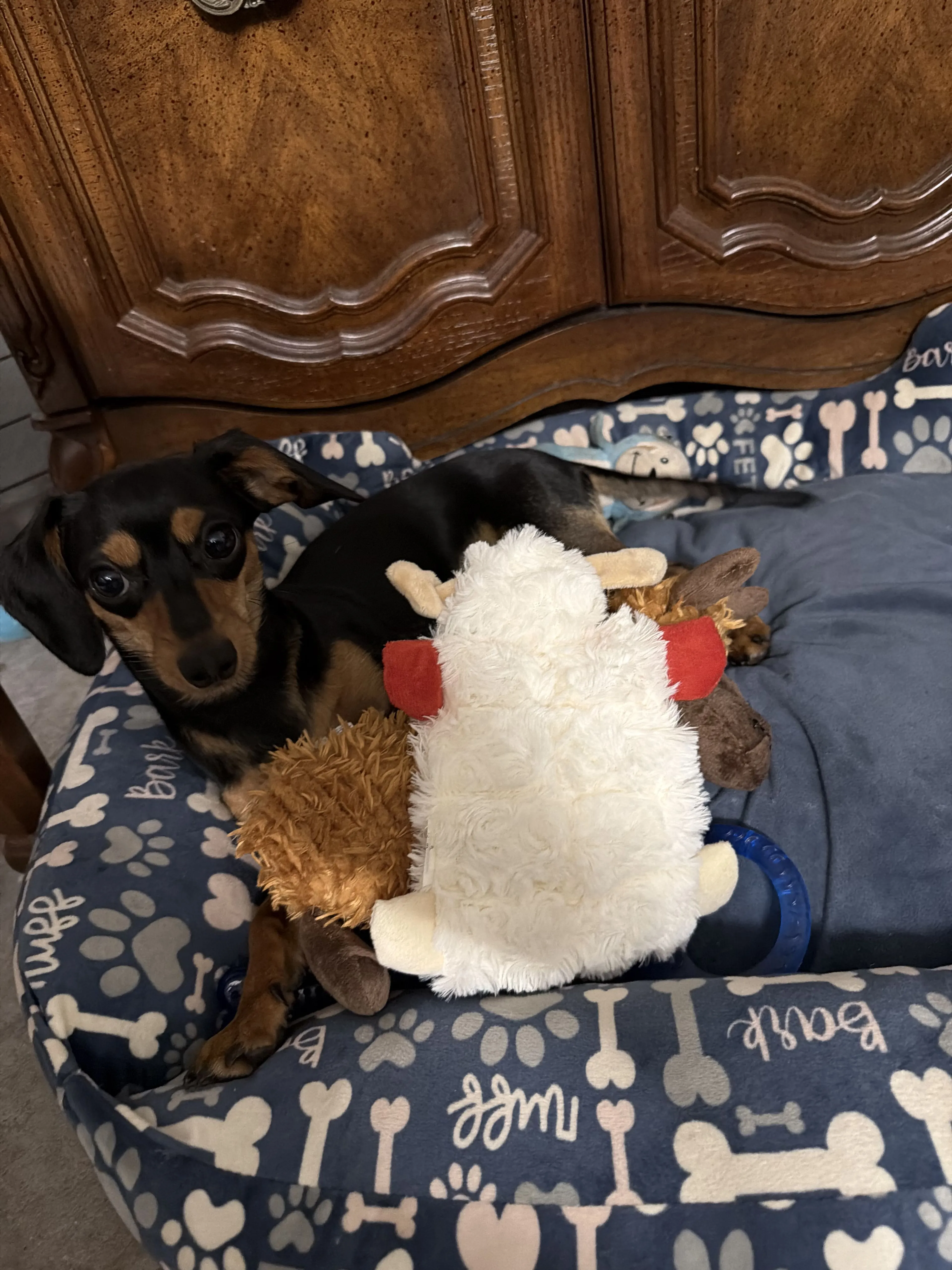 Lost pet-1