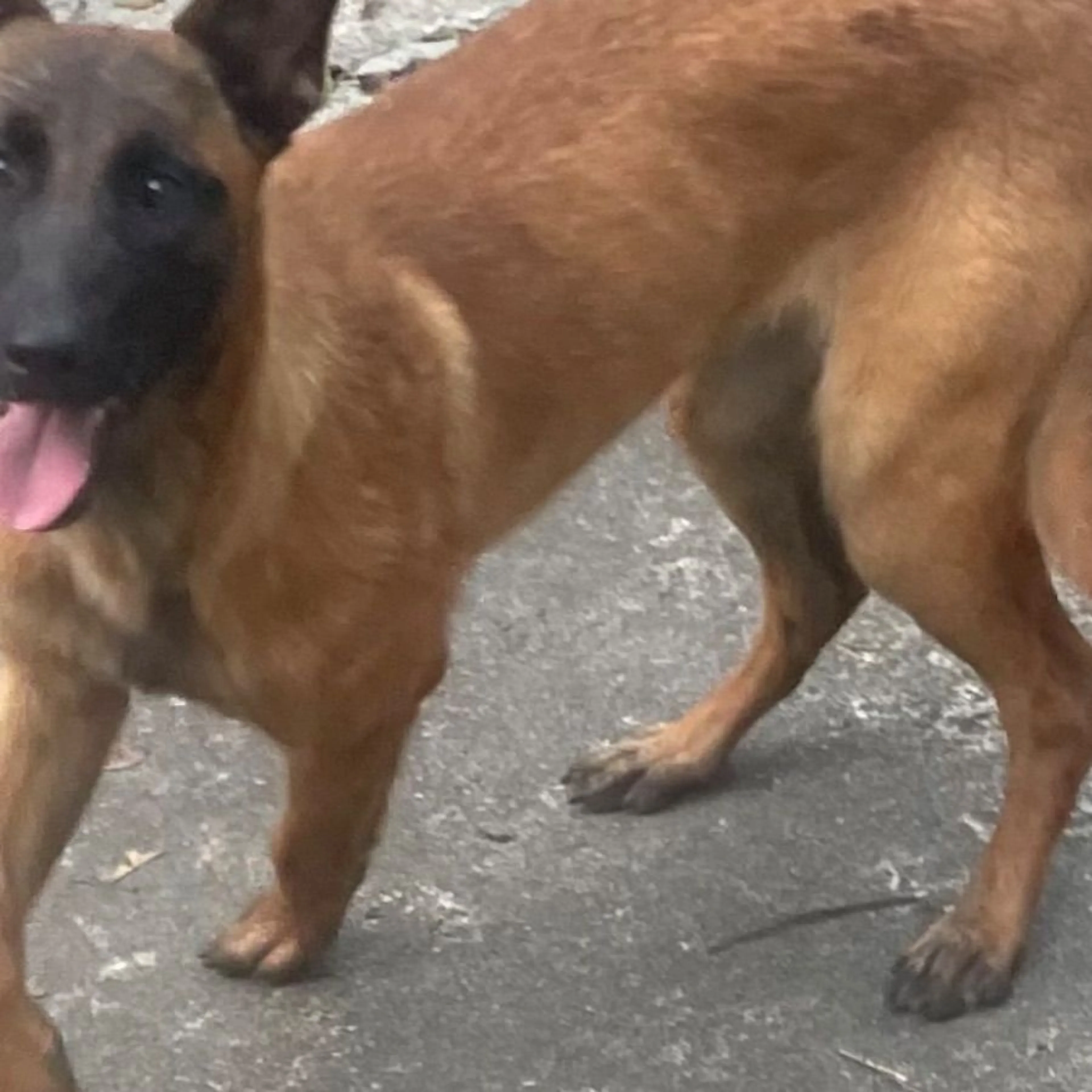 Found pet