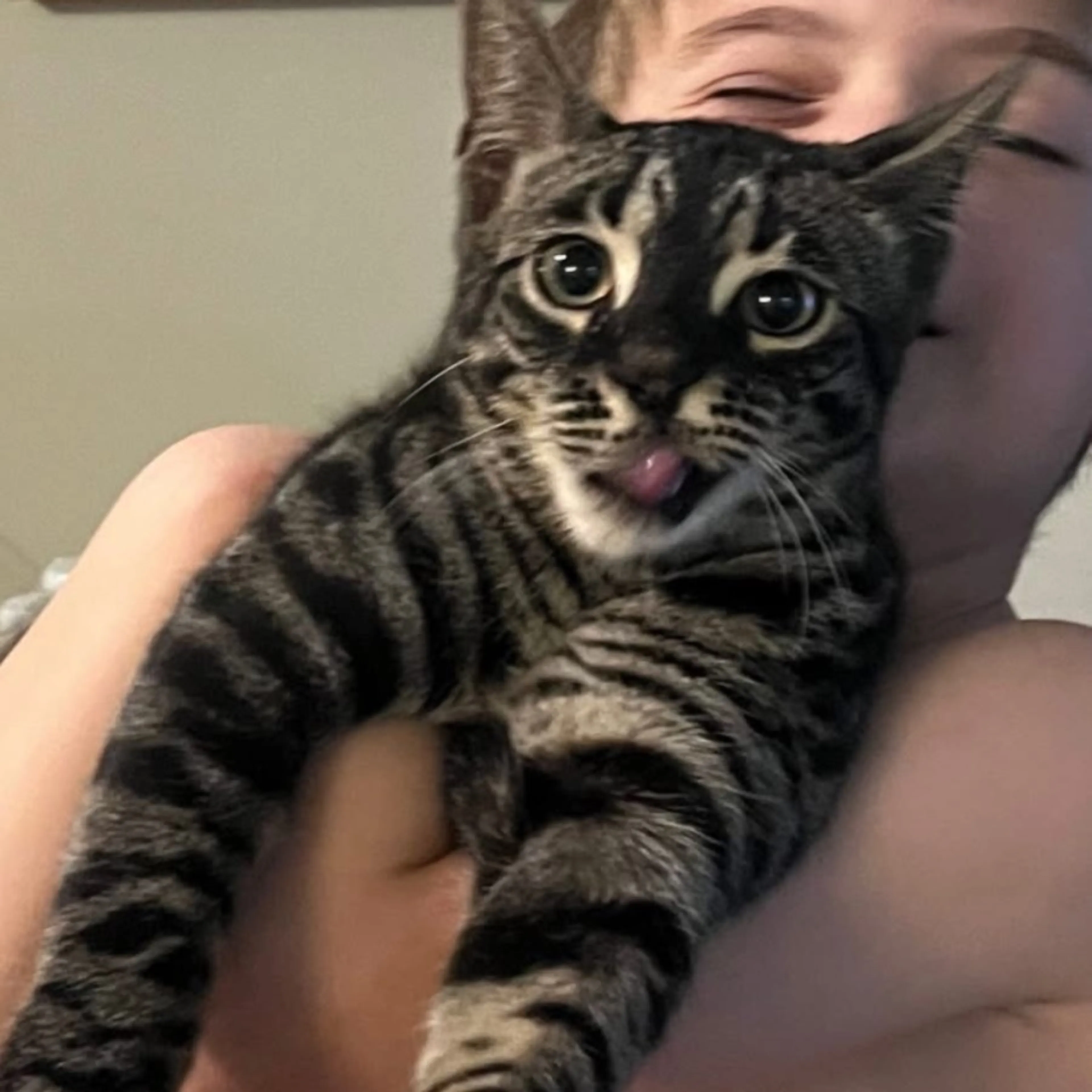 Lost pet