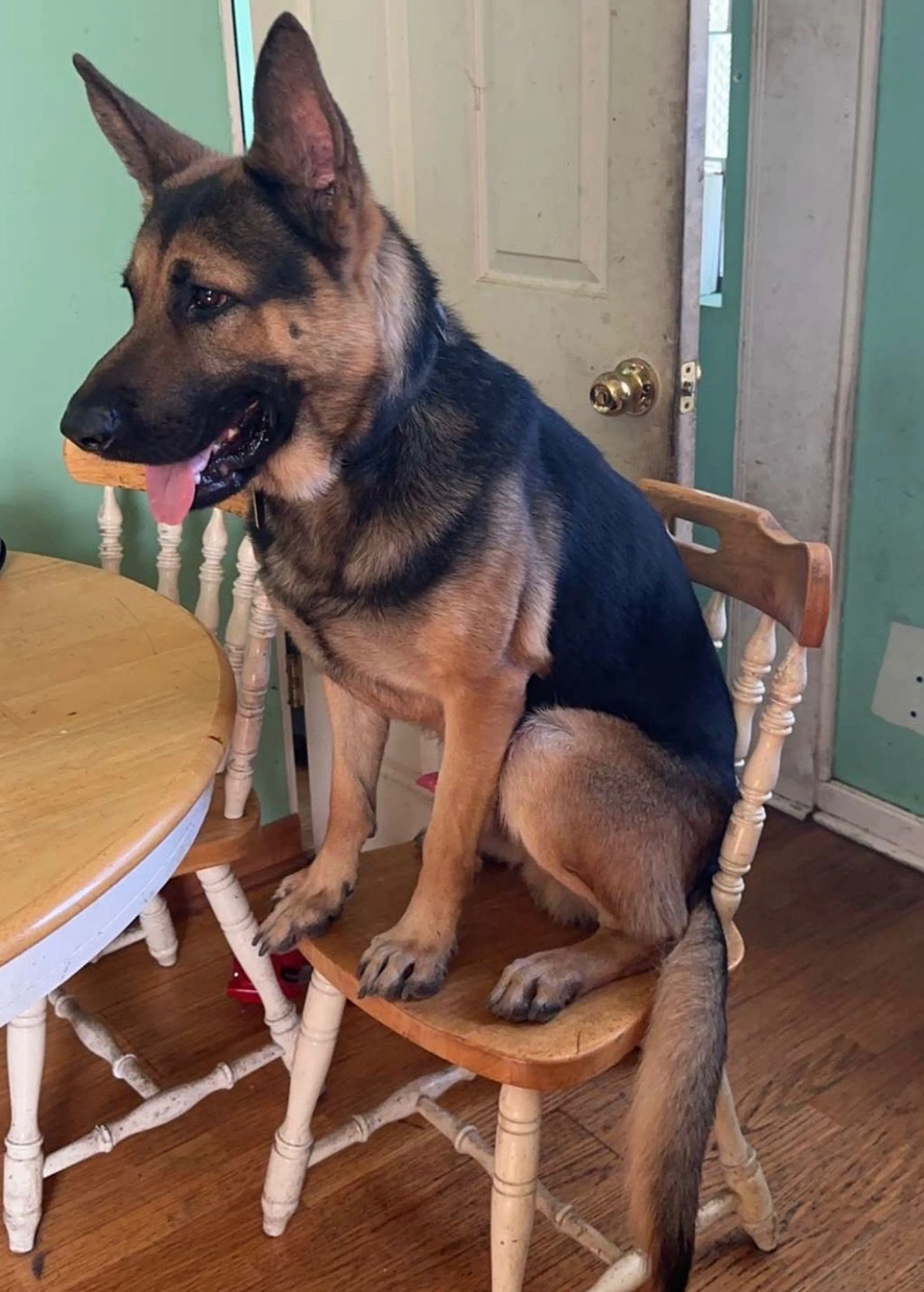 Lost pet