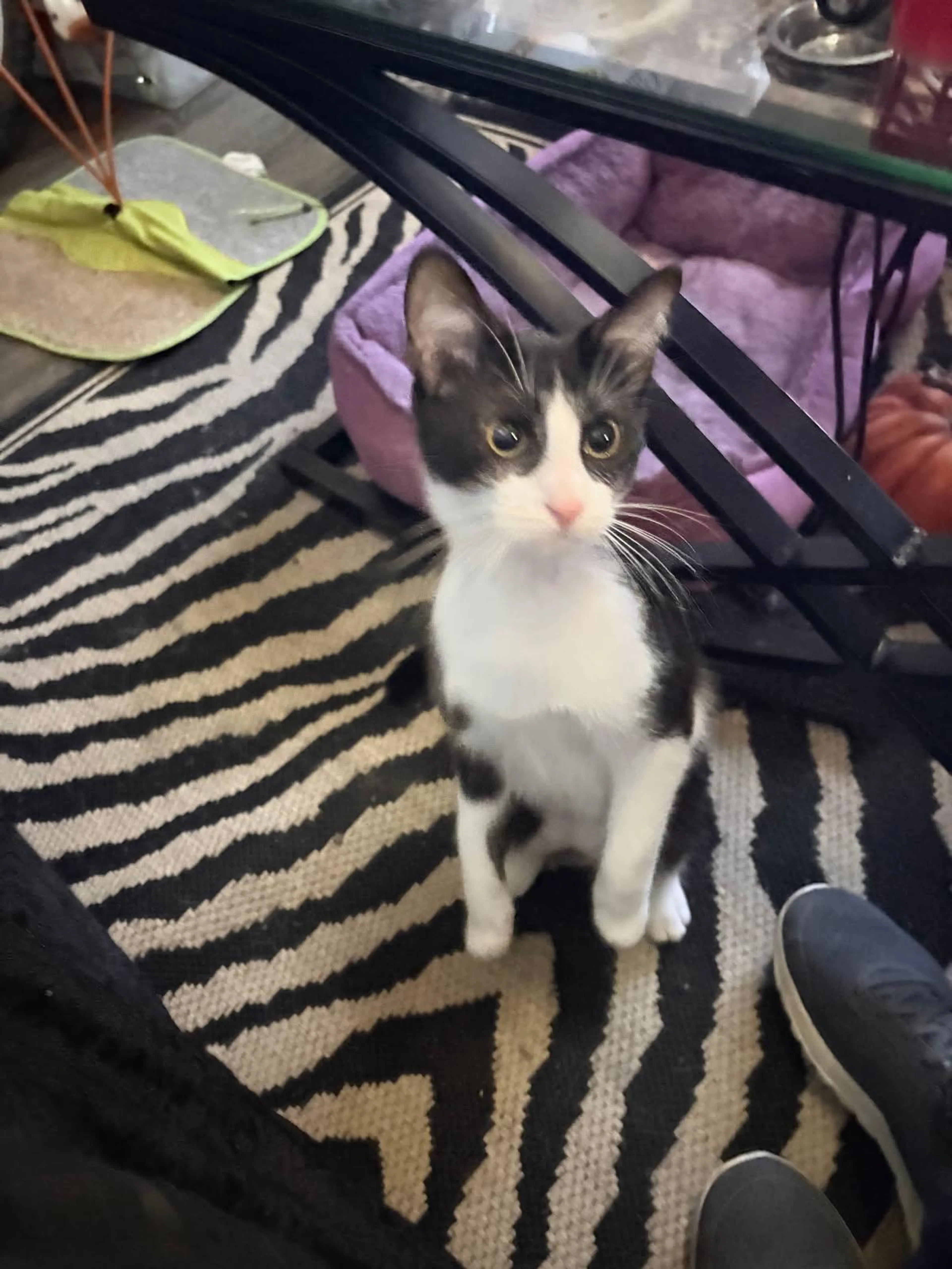Found pet-1
