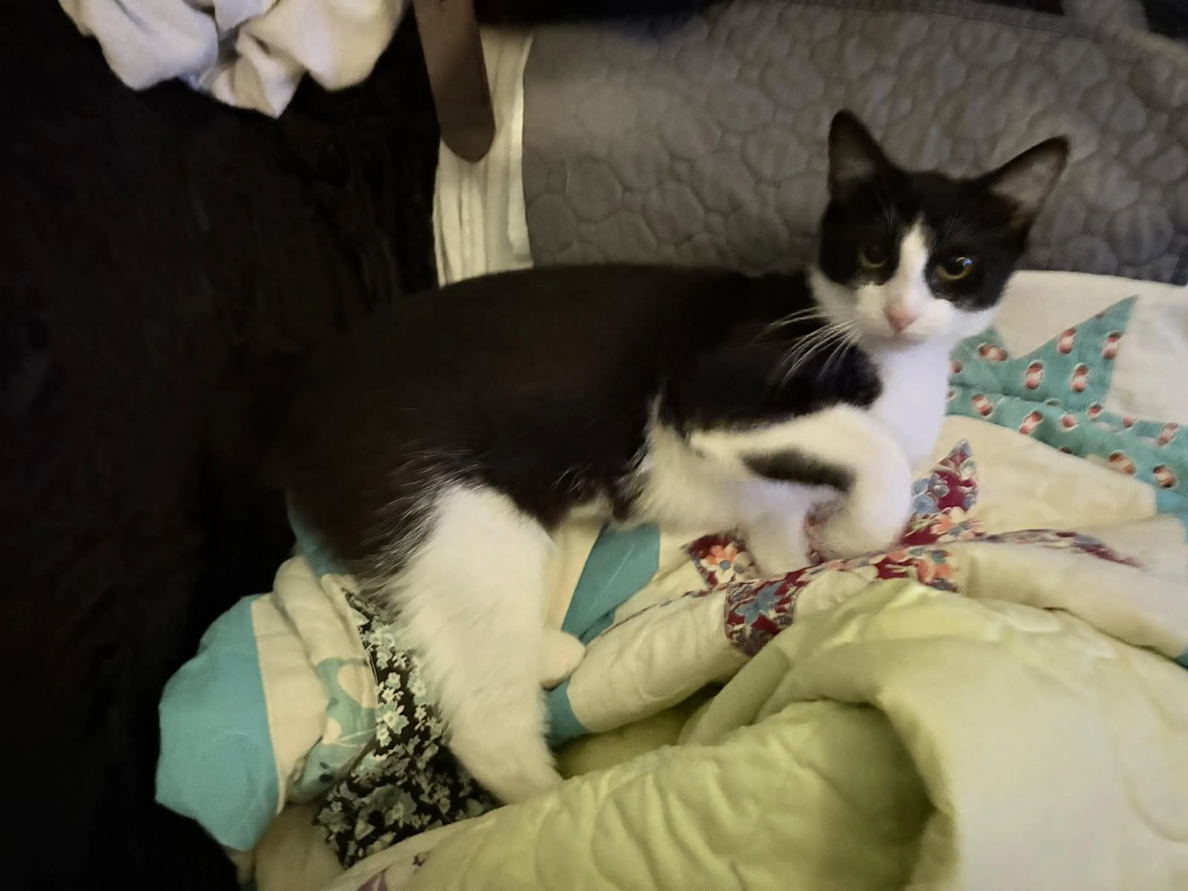Found pet-2