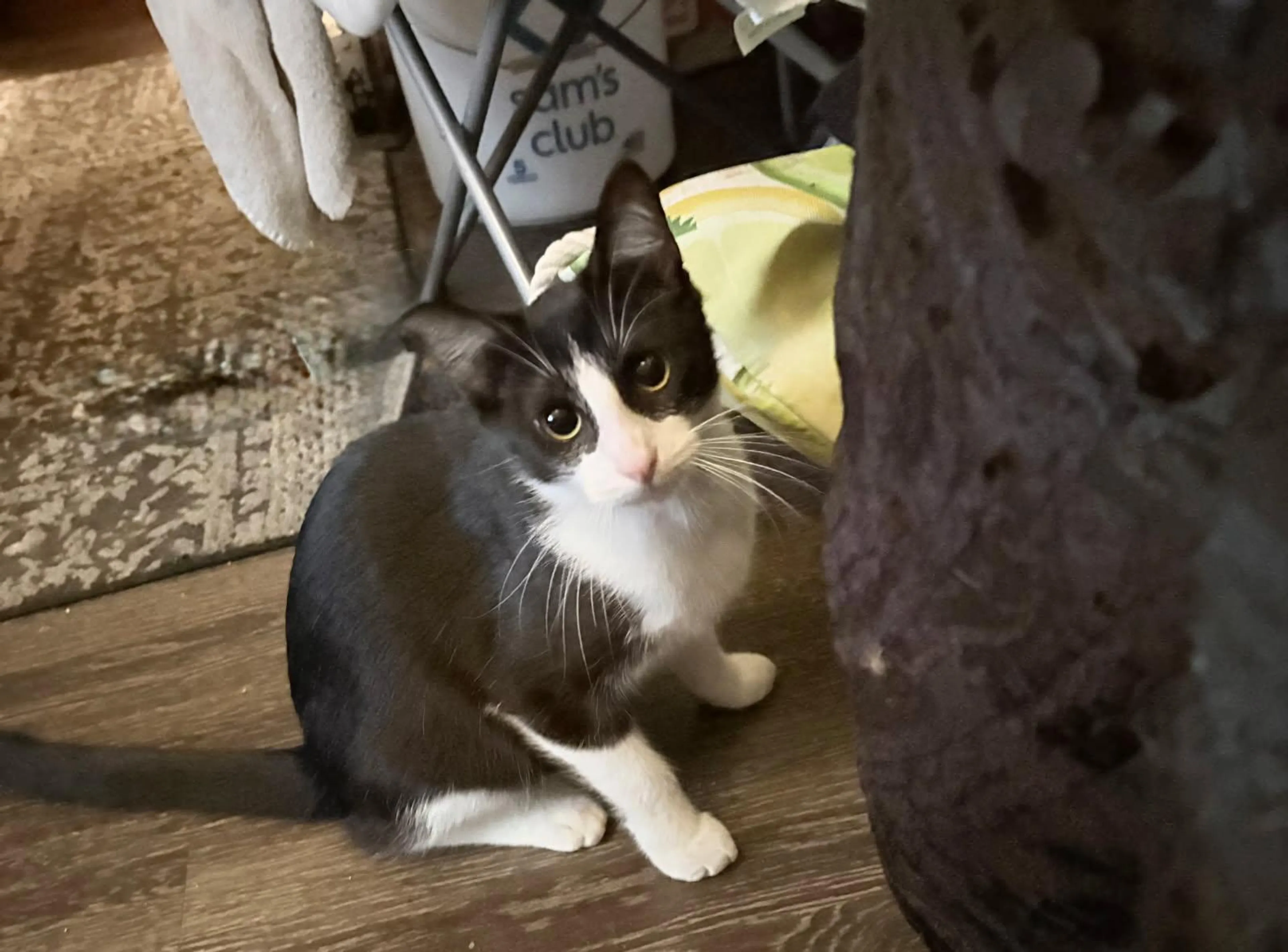 Found pet-0