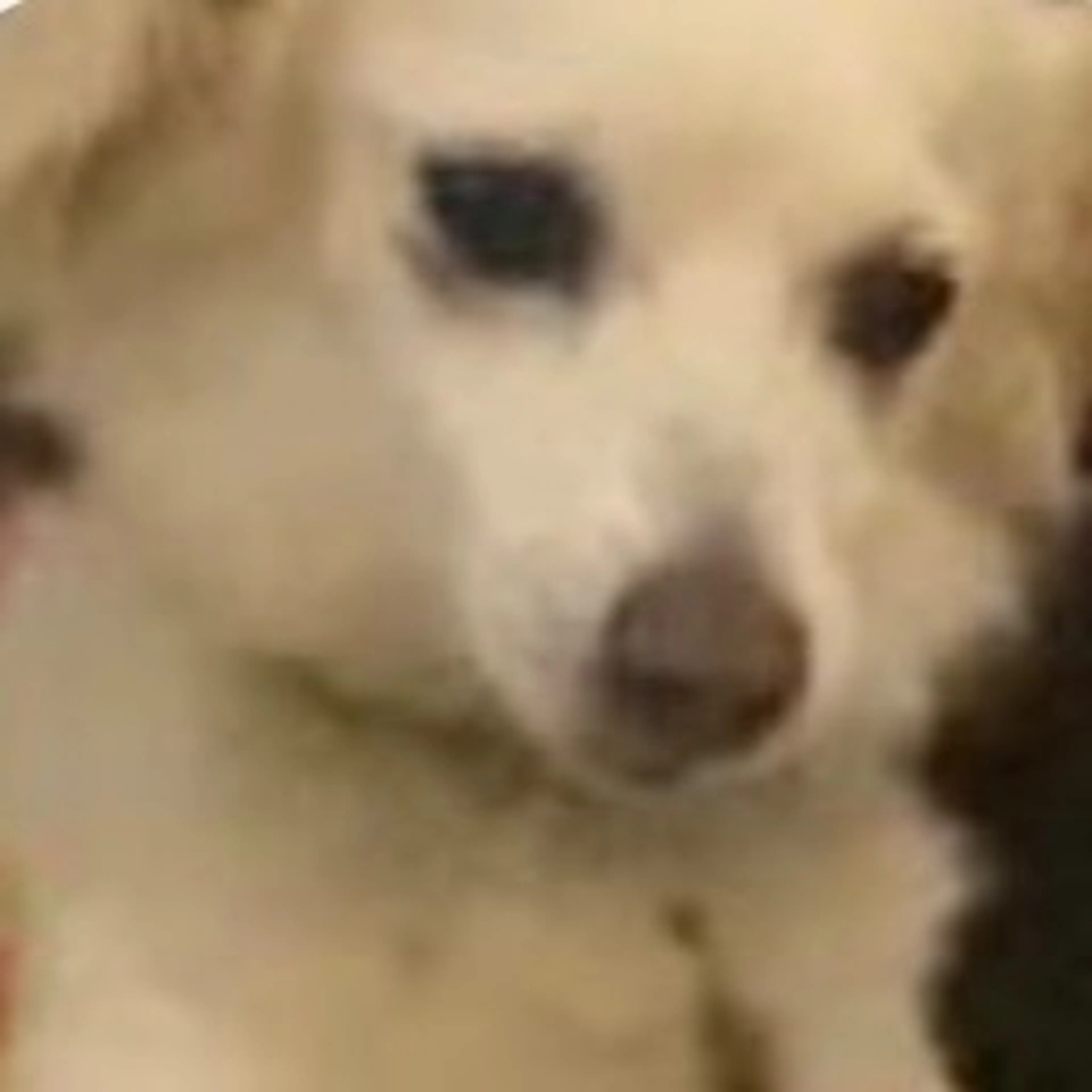 Lost pet