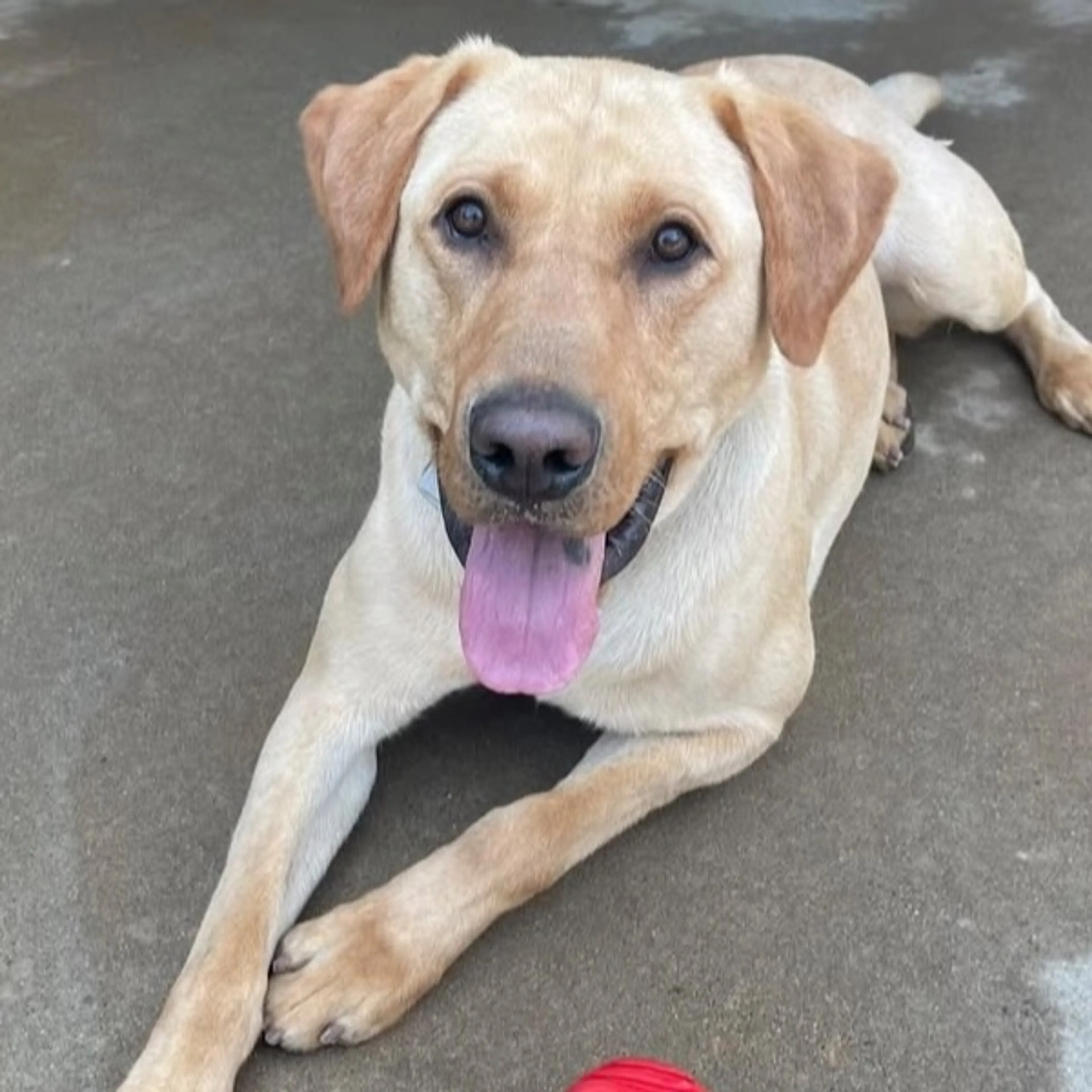Lost pet