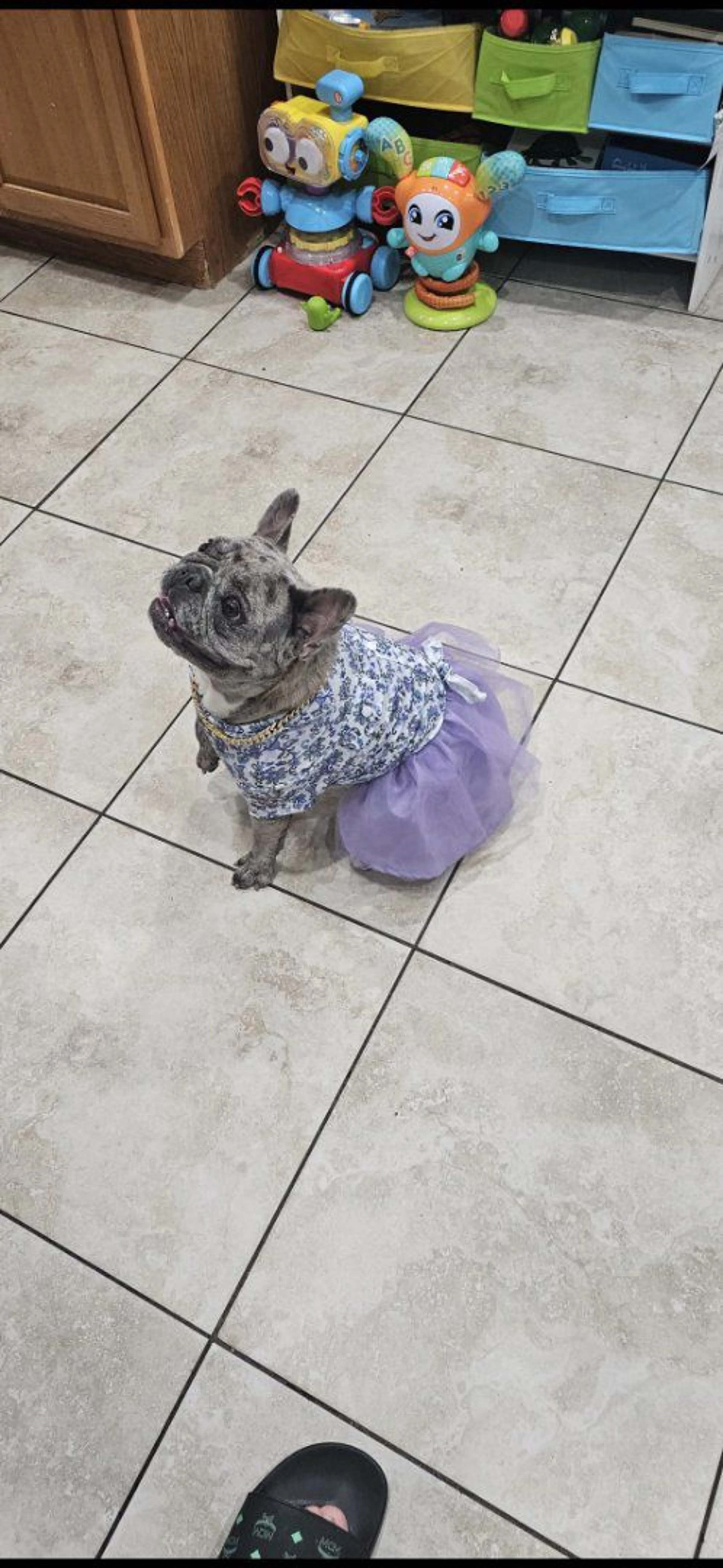 Lost pet