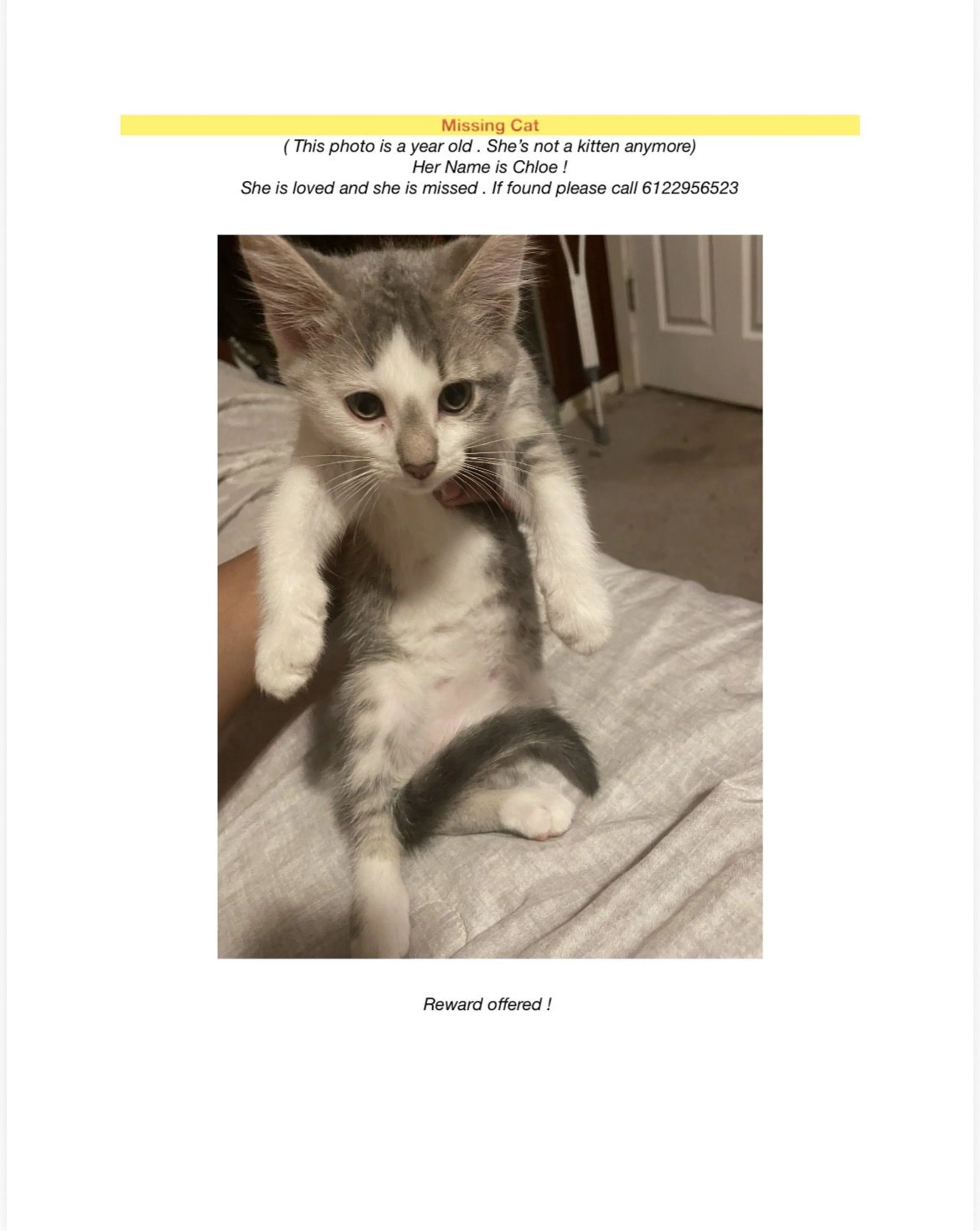 Lost pet