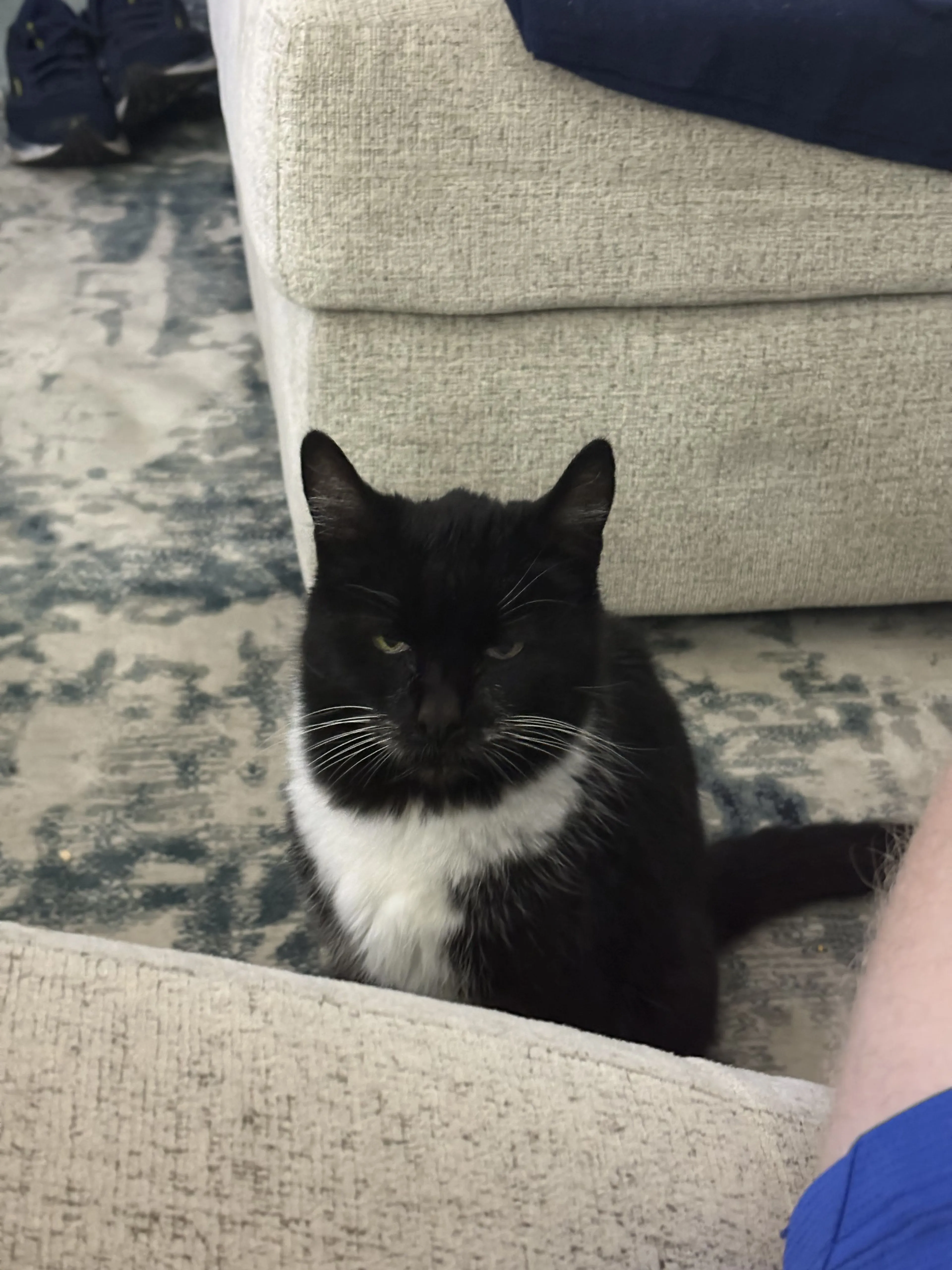 Lost pet