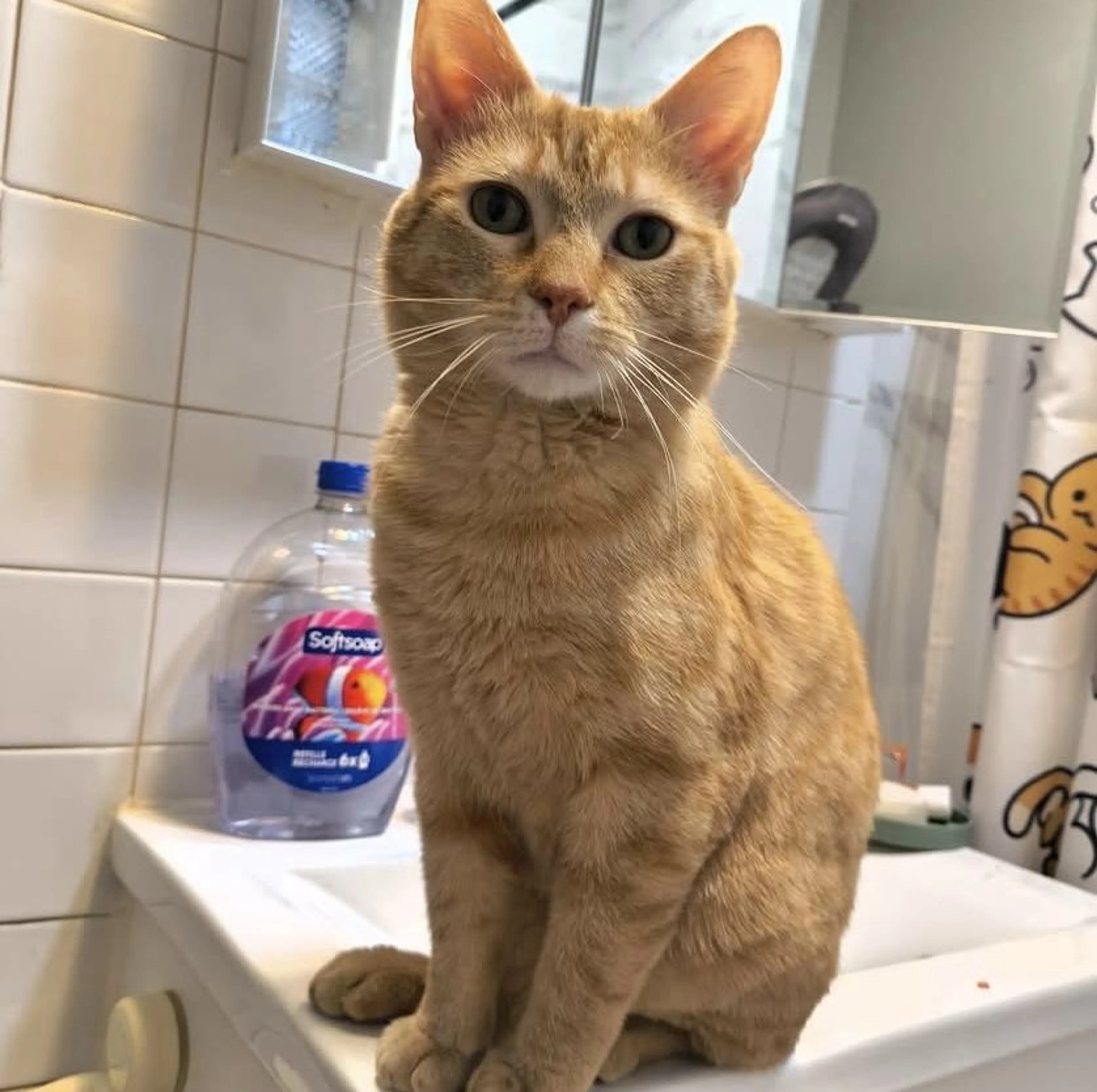 Lost pet-2