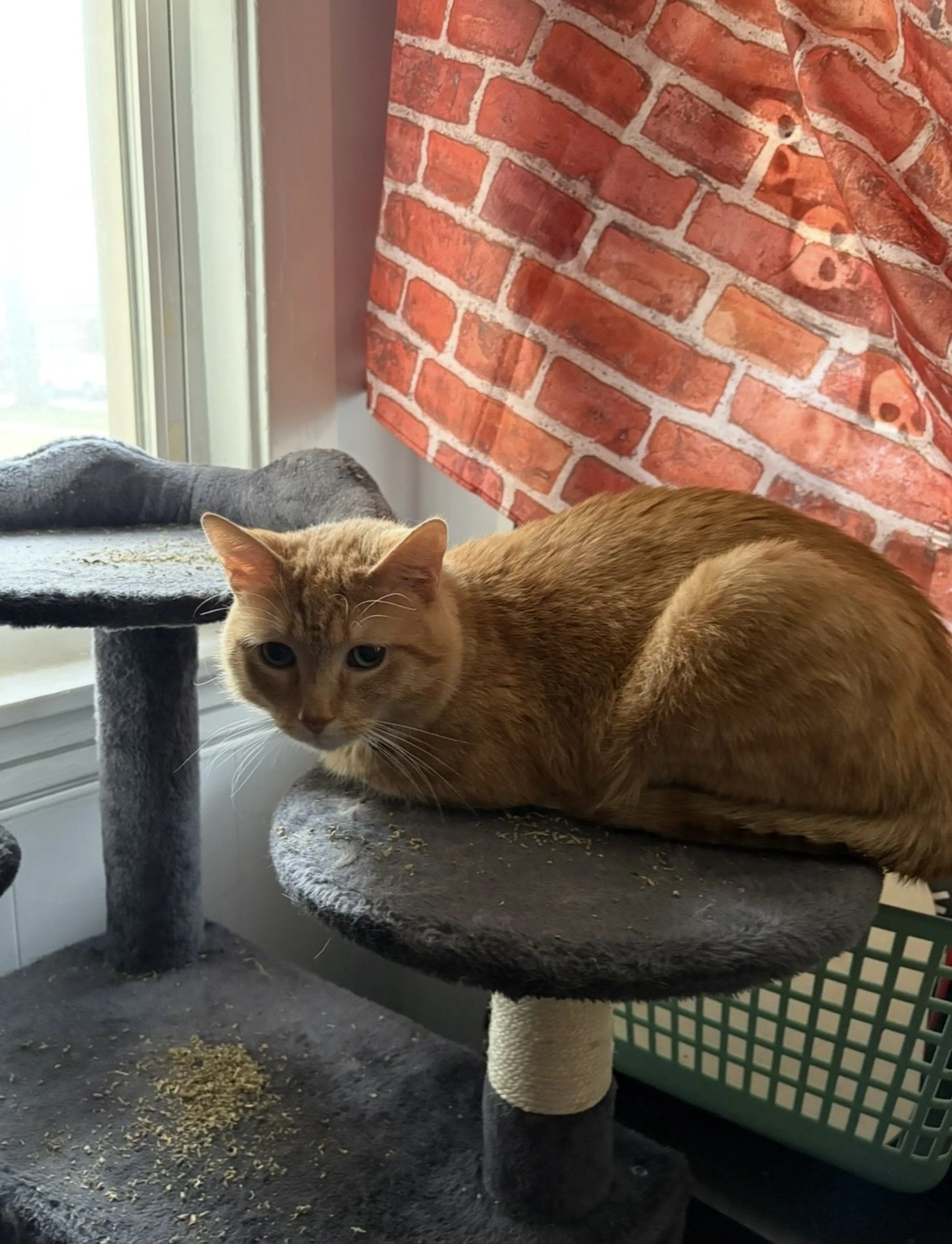 Lost pet-1
