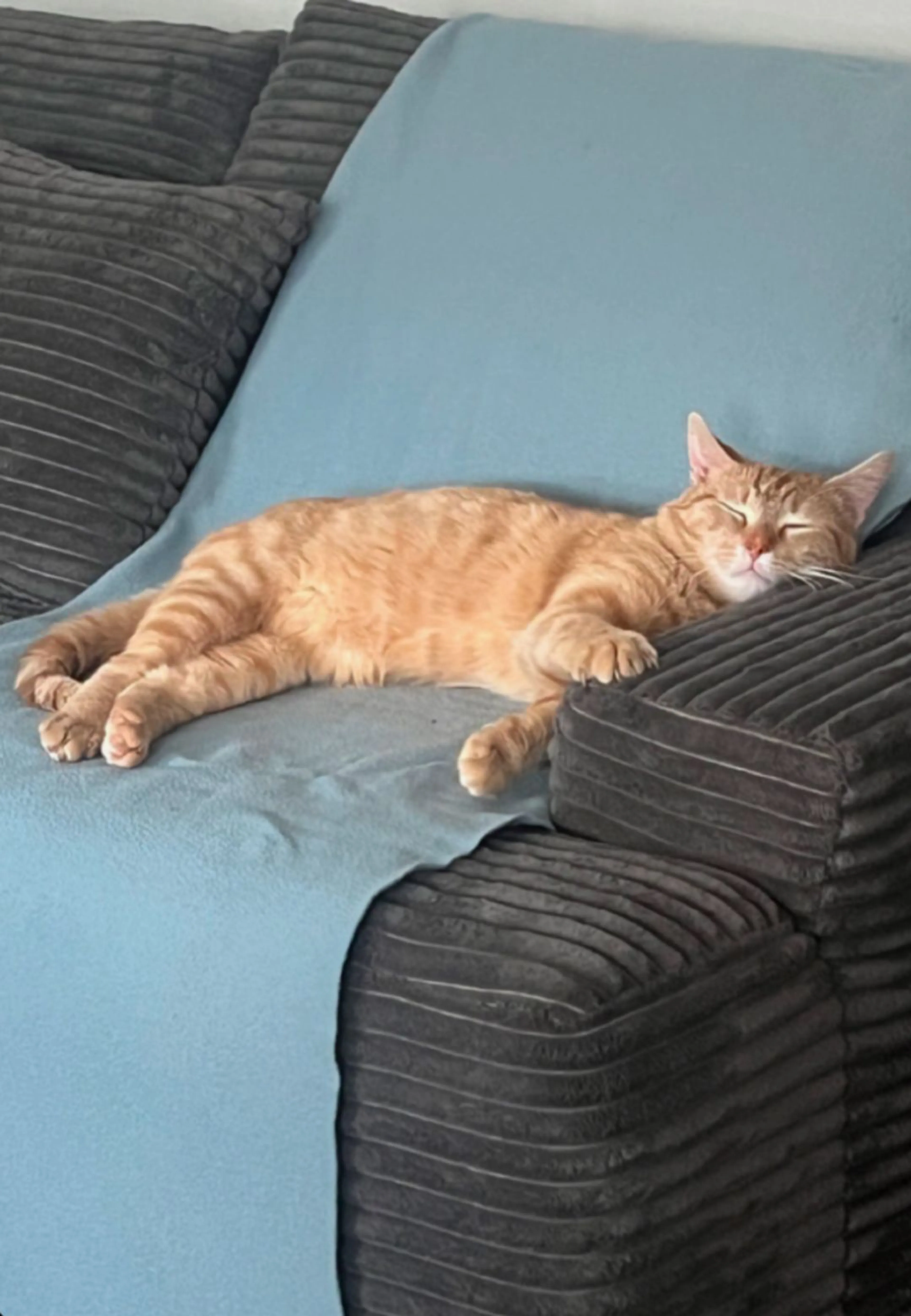 Lost pet-4