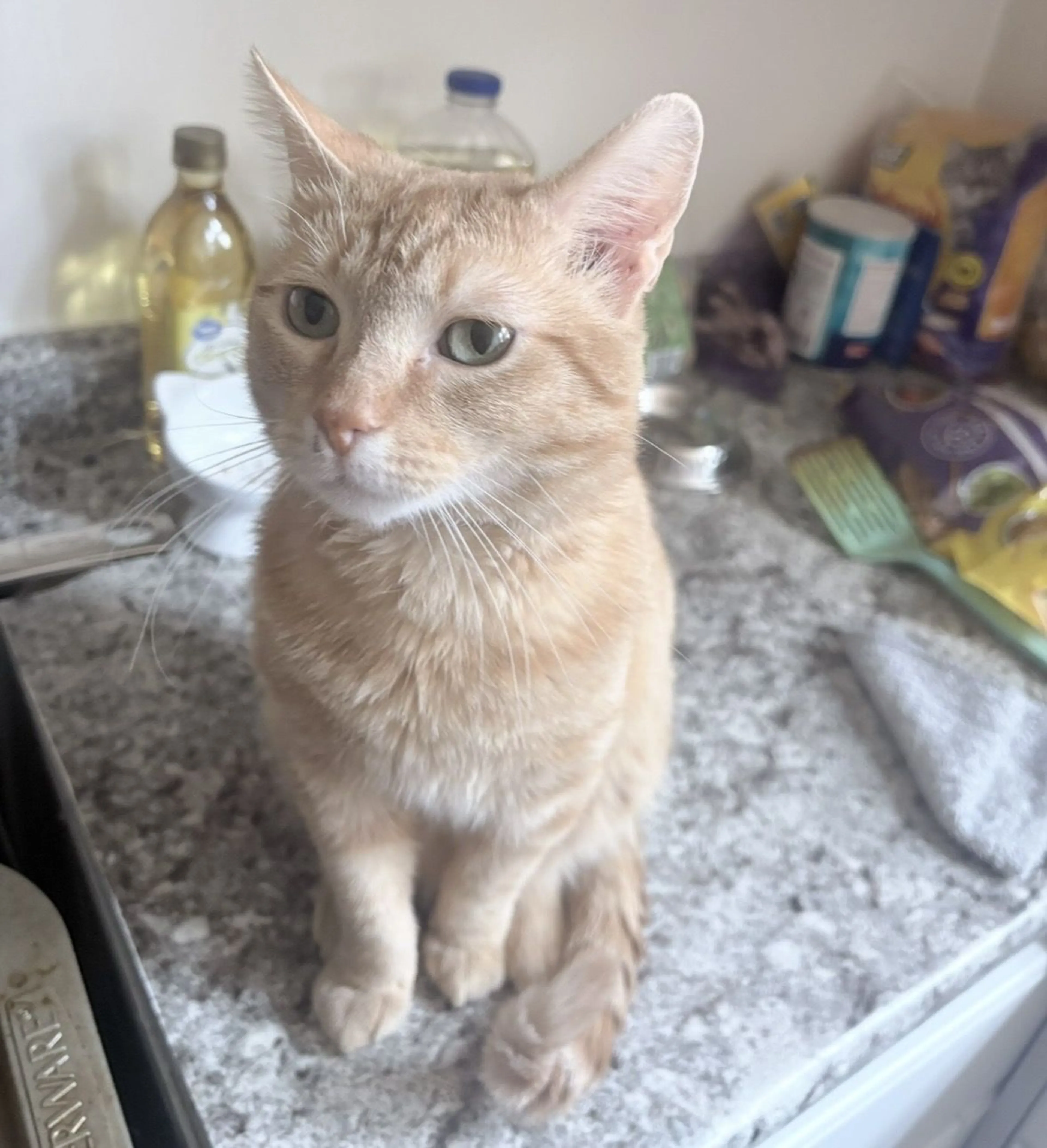 Lost pet-3